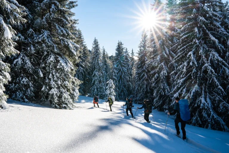 Wandelaars lopen door de sneeuw tussen hoge dennenbomen, met de zon die fel schijnt en sterke schaduwen werpt.