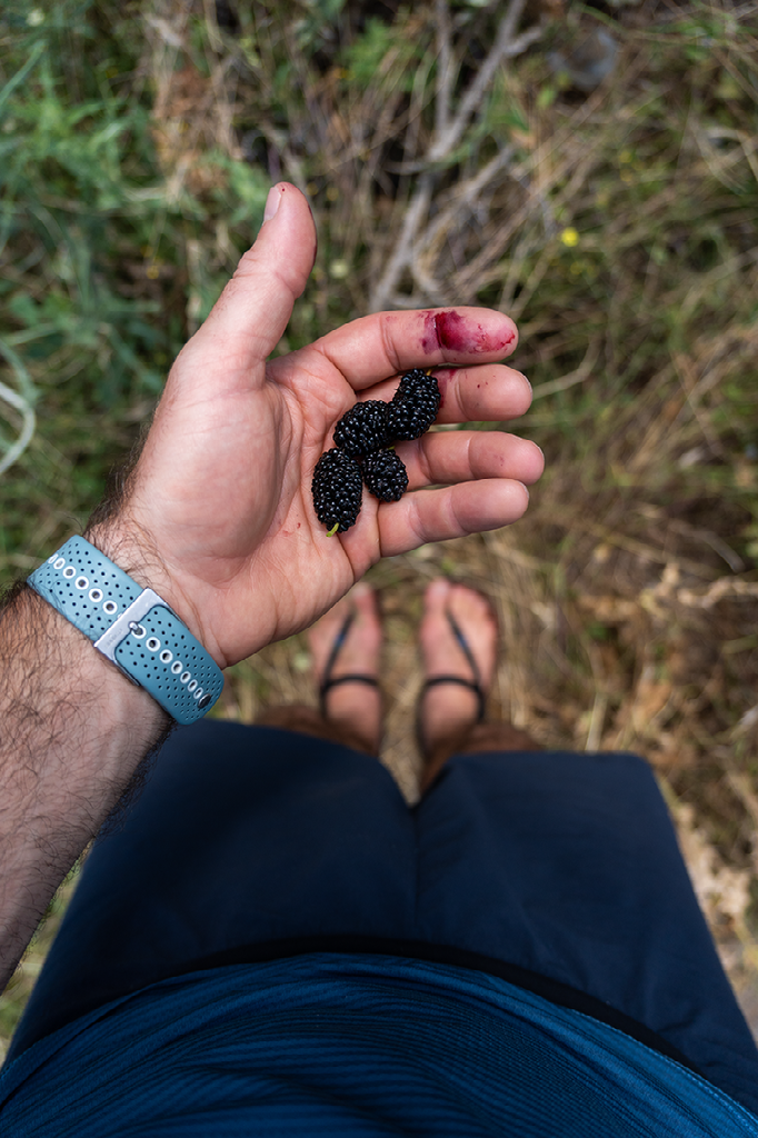 close-up van een hand die vers geplukte bramen vasthoudt tijdens een zomerse hike door ruig en droog berggebied