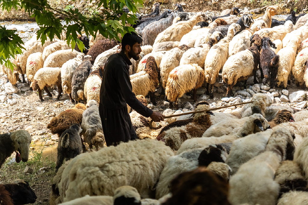 jonge herder tussen een grote kudde schapen in een schaduwrijk bergdal tijdens een traditionele transhumance in Noord-Afrika