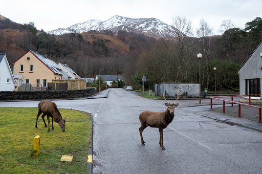 hert in dorp onderaan berg