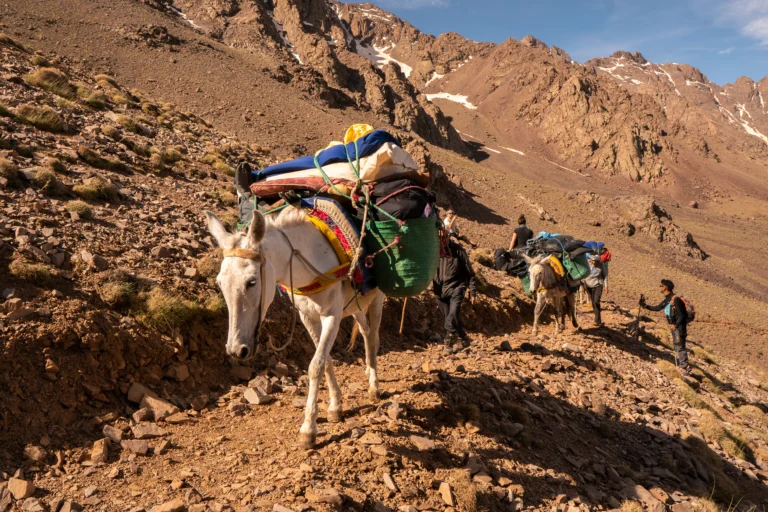 Twee zwaar bepakte muilezels, met voornamelijk groene en blauwe bagage, lopen over een stenig bergpad, begeleid door mensen op de achtergrond.