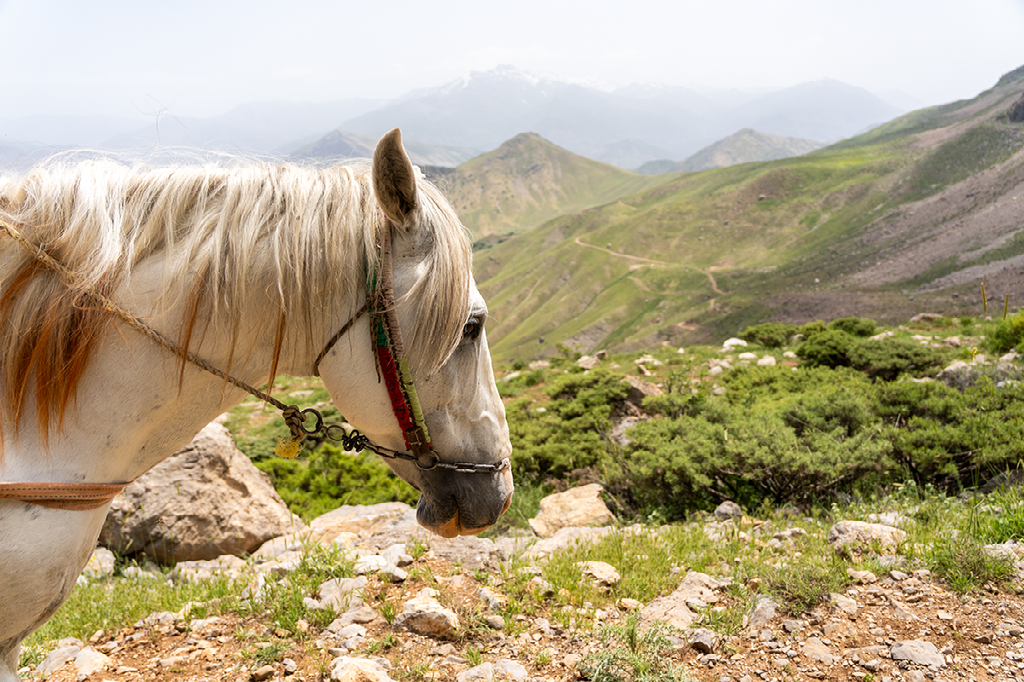 Een wit paard met halster staat op een rotsachtig pad in het berglandschap van Koerdistan, met glooiende groene heuvels en besneeuwde toppen op de achtergrond