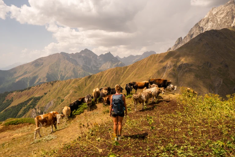 Een rugzakwandelaar loopt langs een kudde koeien en geiten op een groene bergkam met uitzicht op een uitgestrekt berglandschap.