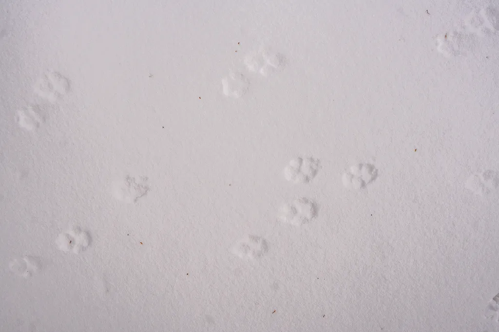 Close-up van pootafdrukken van een dier in de verse sneeuw.