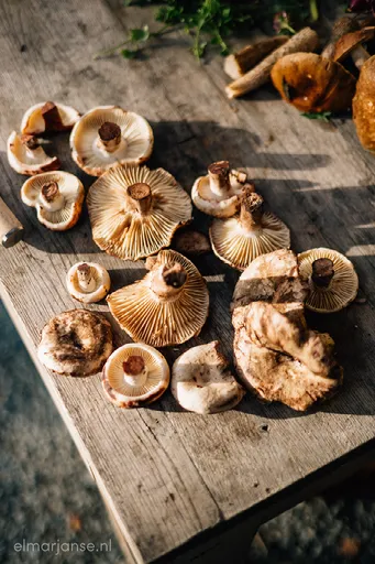 paddestoelen om te koken