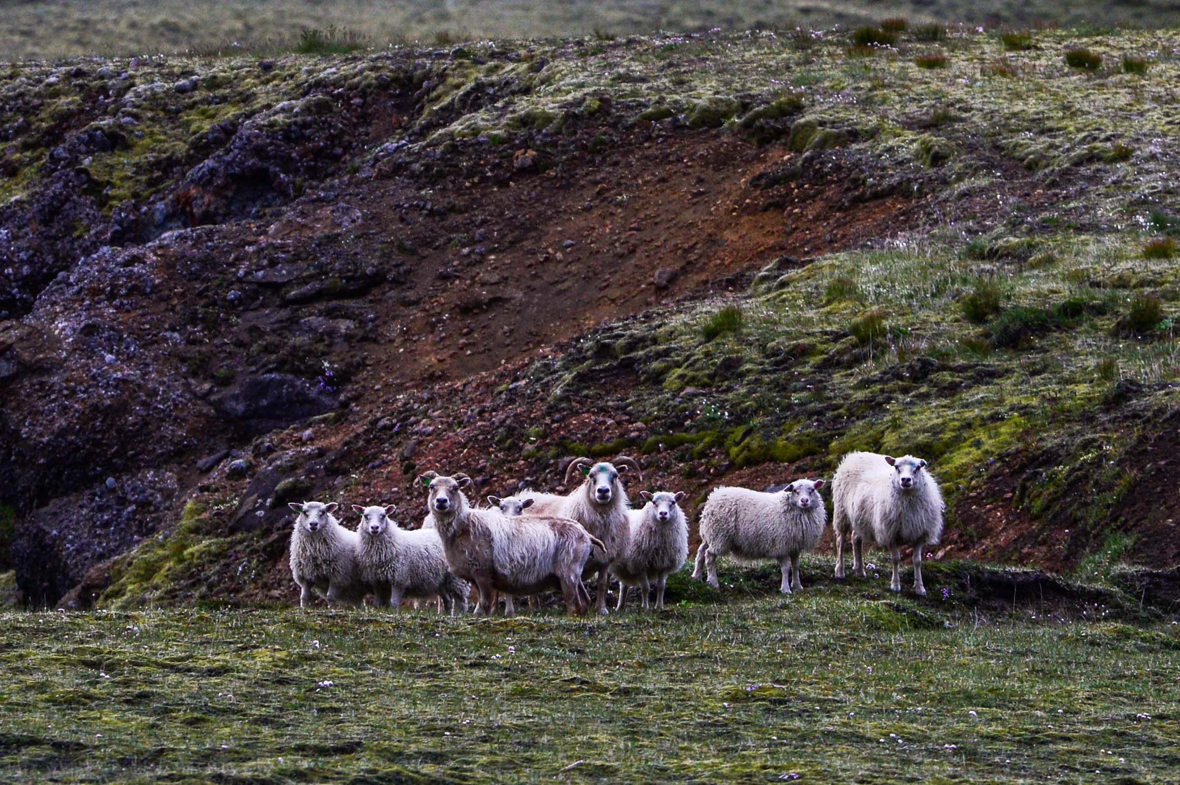 Groep witte schapen op een berghelling