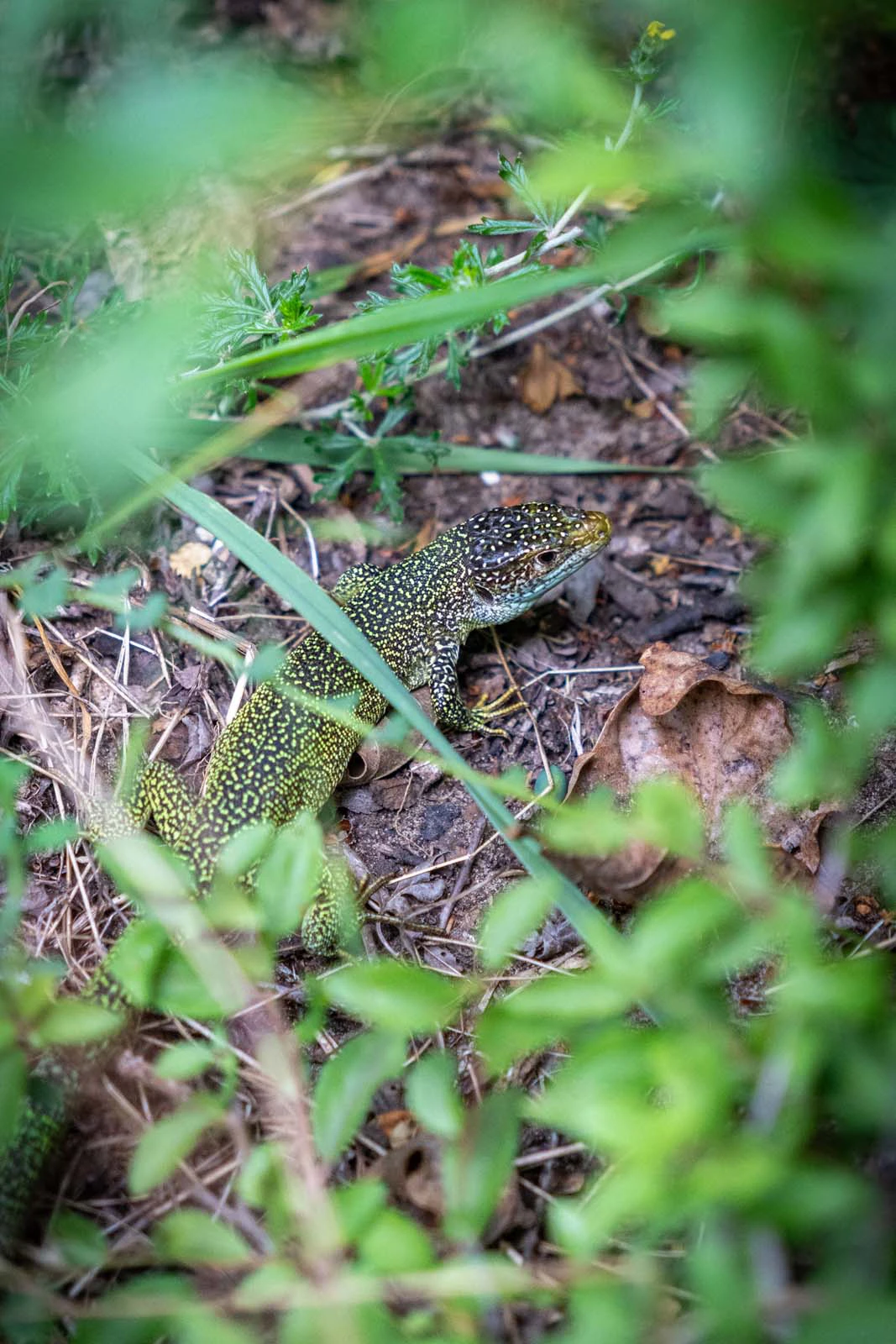 Close up van planten tussen bosgrond