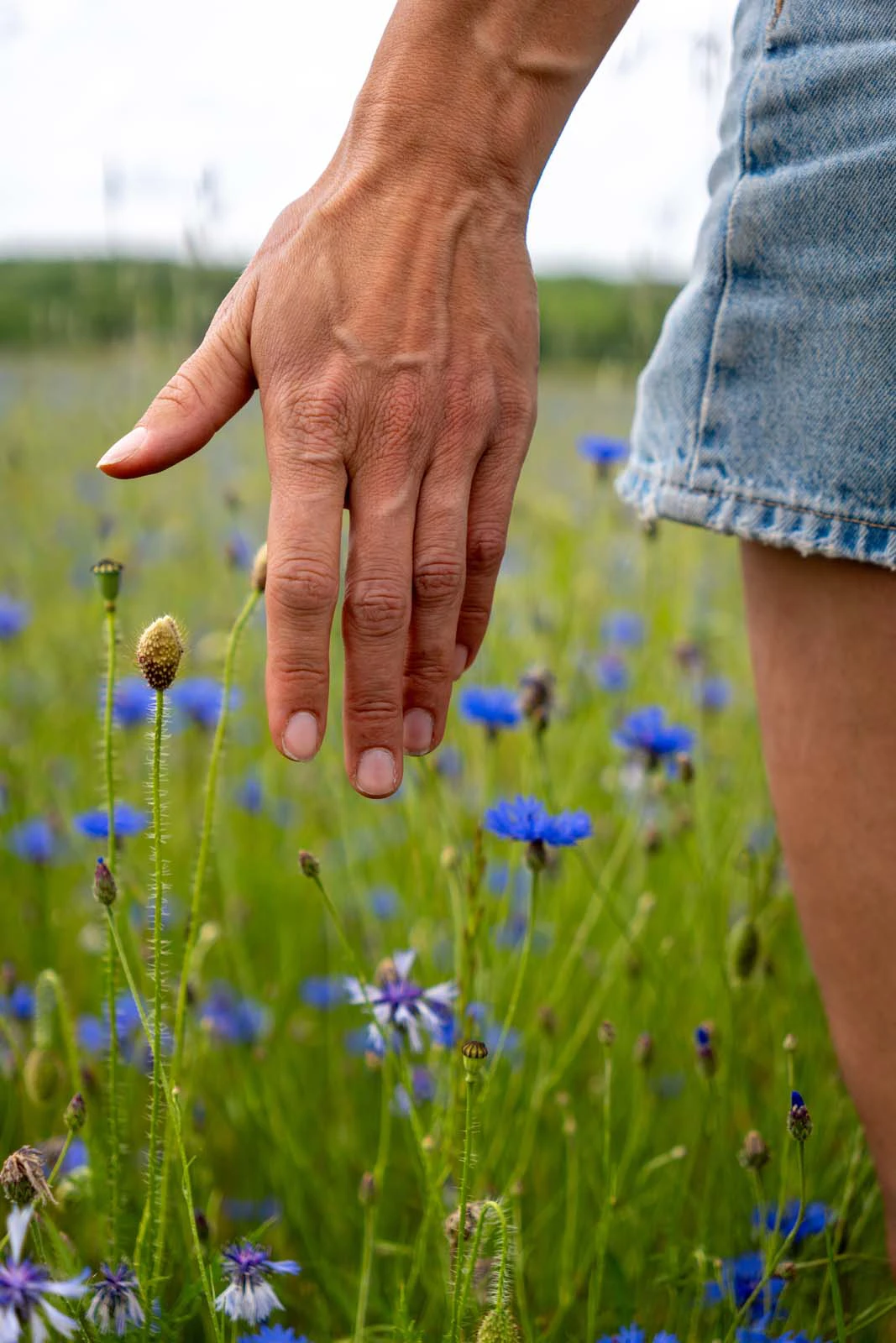 Handen die langs bloemen in een veld strijken