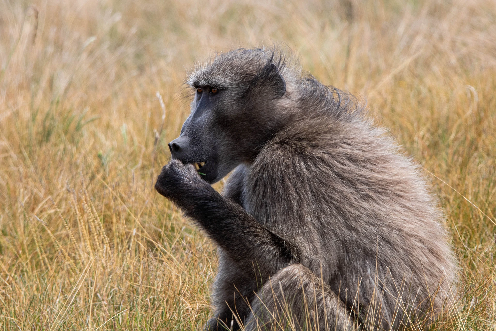 Bergtop met diepe schaduwen