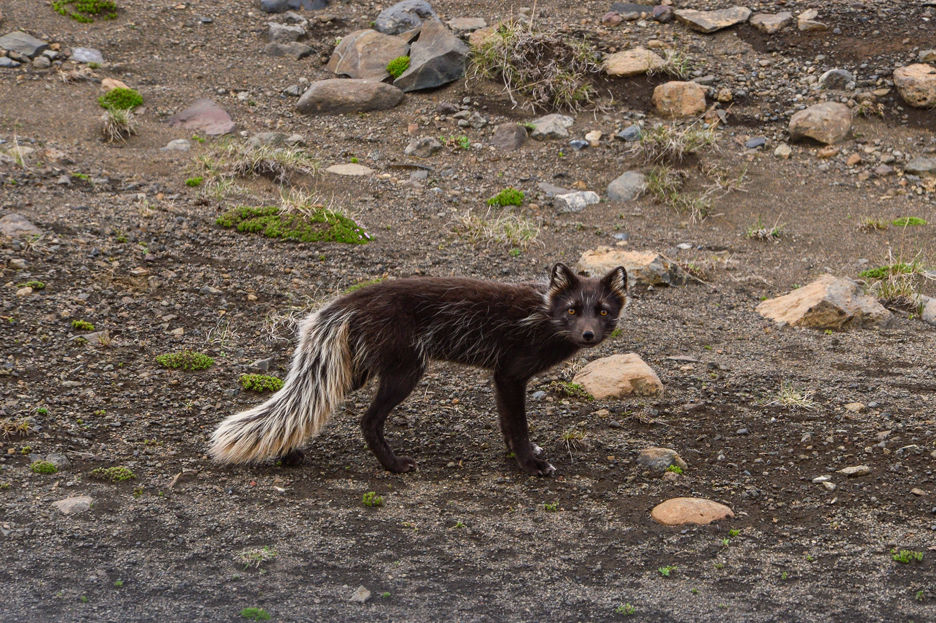 Poolvos loopt over stenige grond
