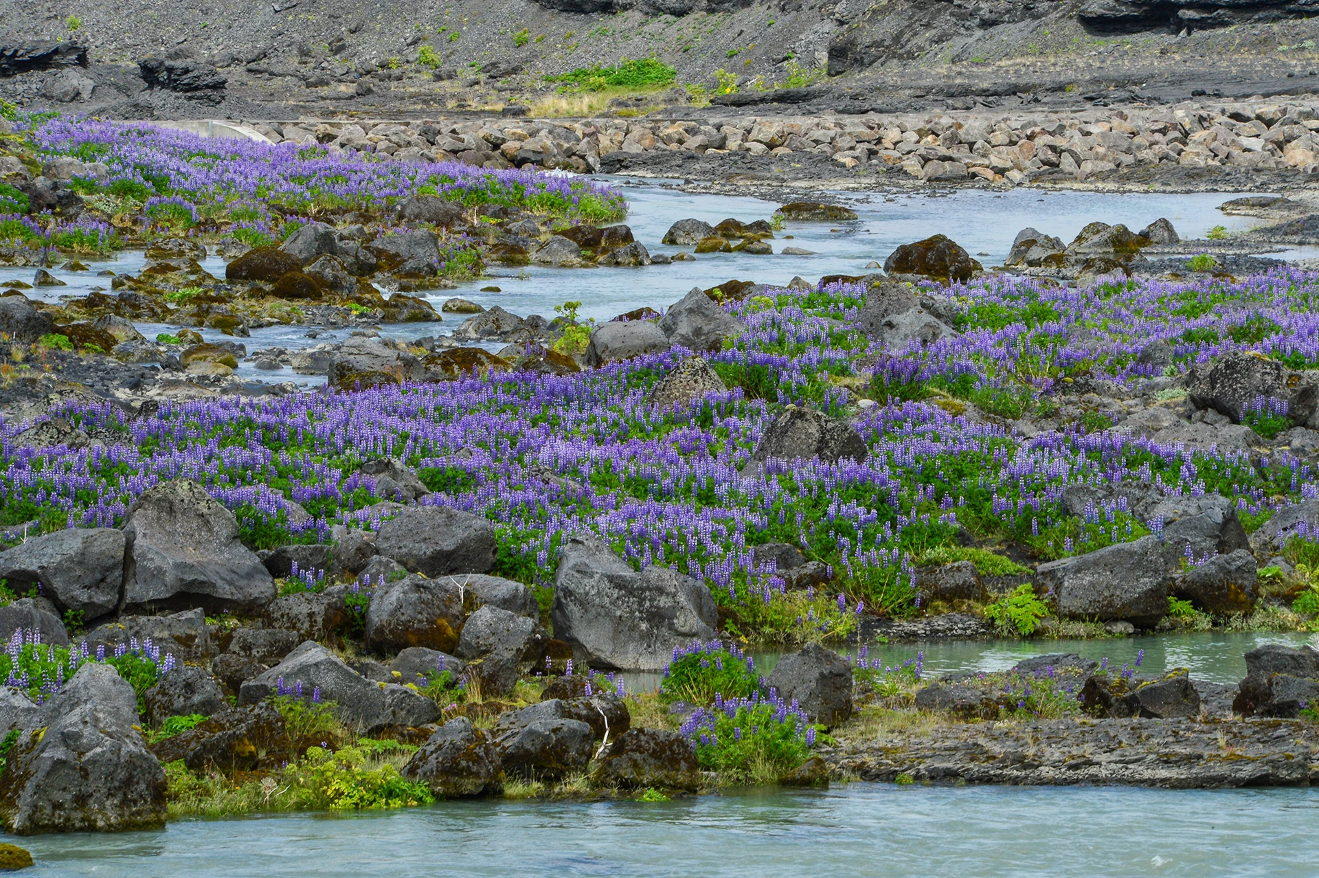 Bergbeek tussen paarse bloemen