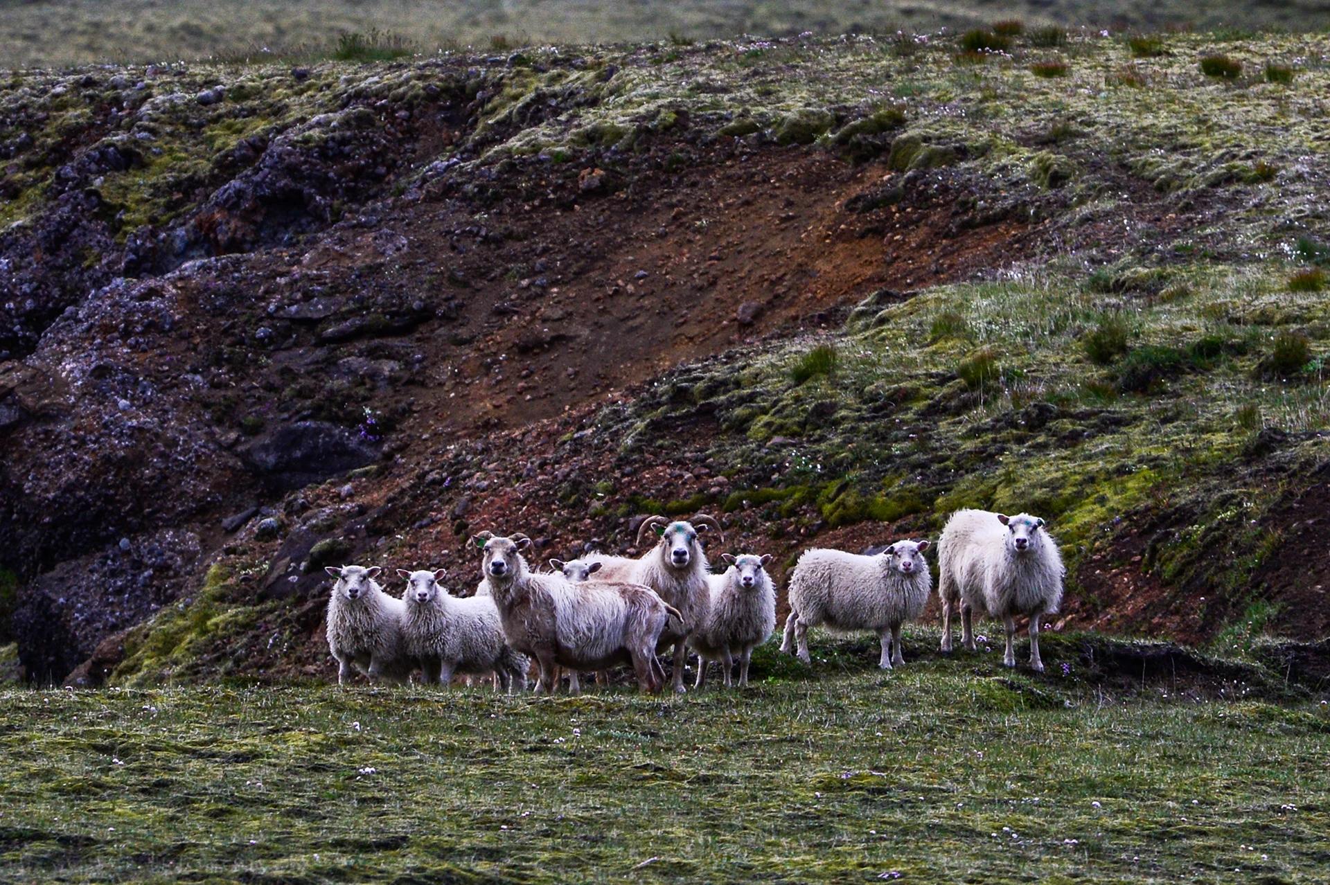 Kudde schapen op een groene berghelling
