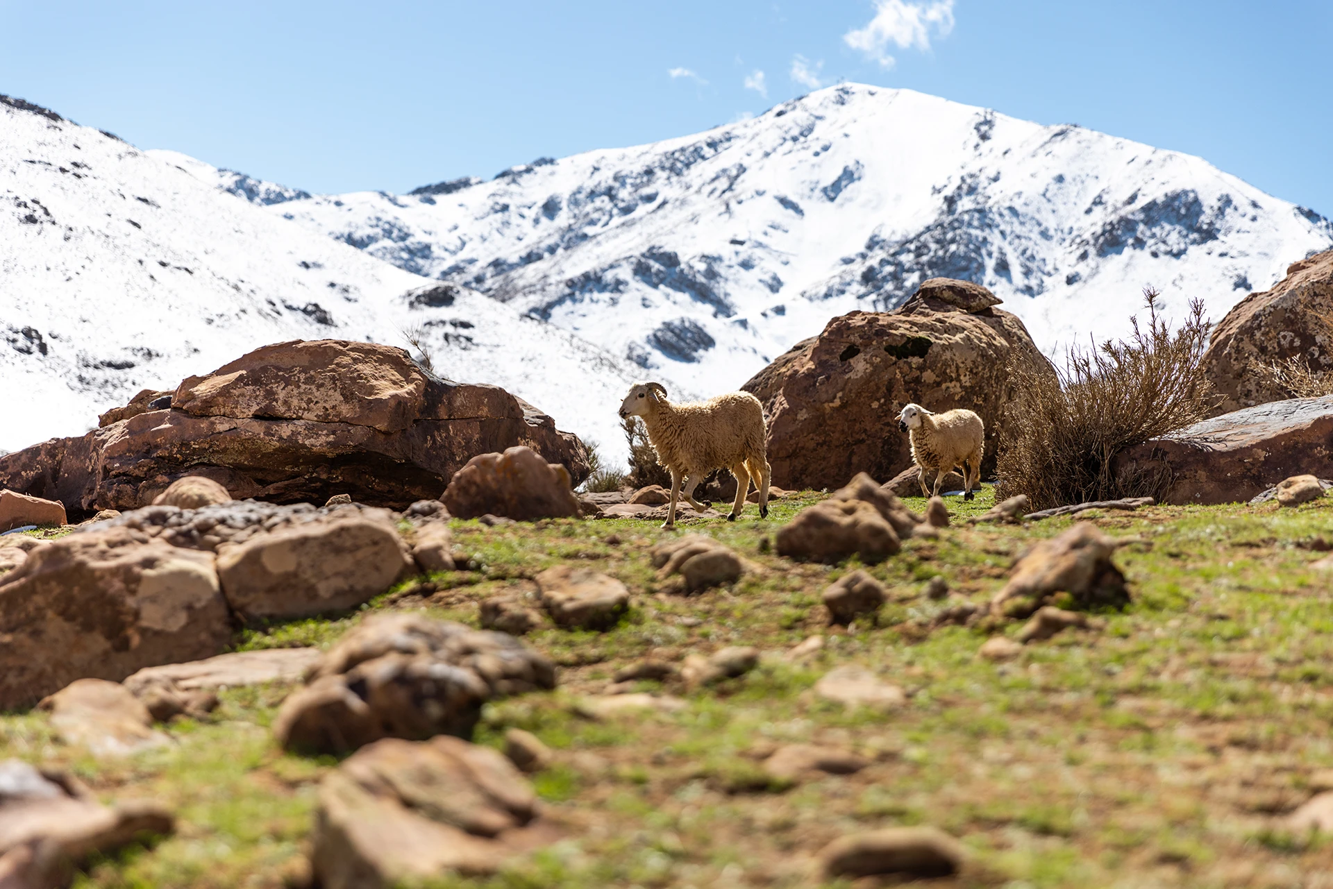 Besneeuwde toppen met rotsachtig voorland