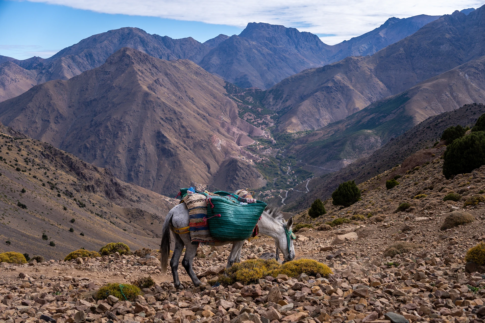 Muilezel loopt door ruig bergterrein