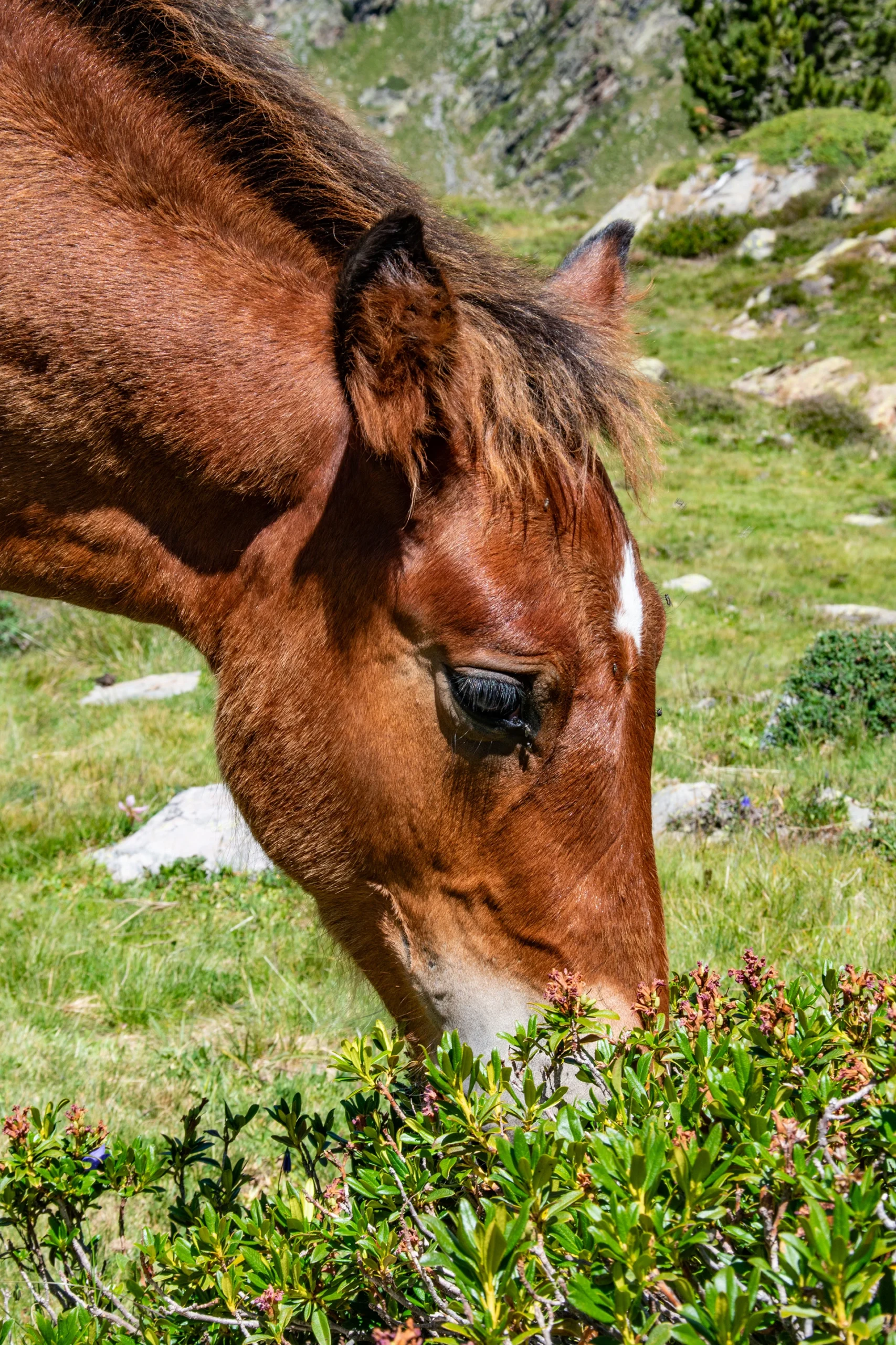 Paard graast in bergweide