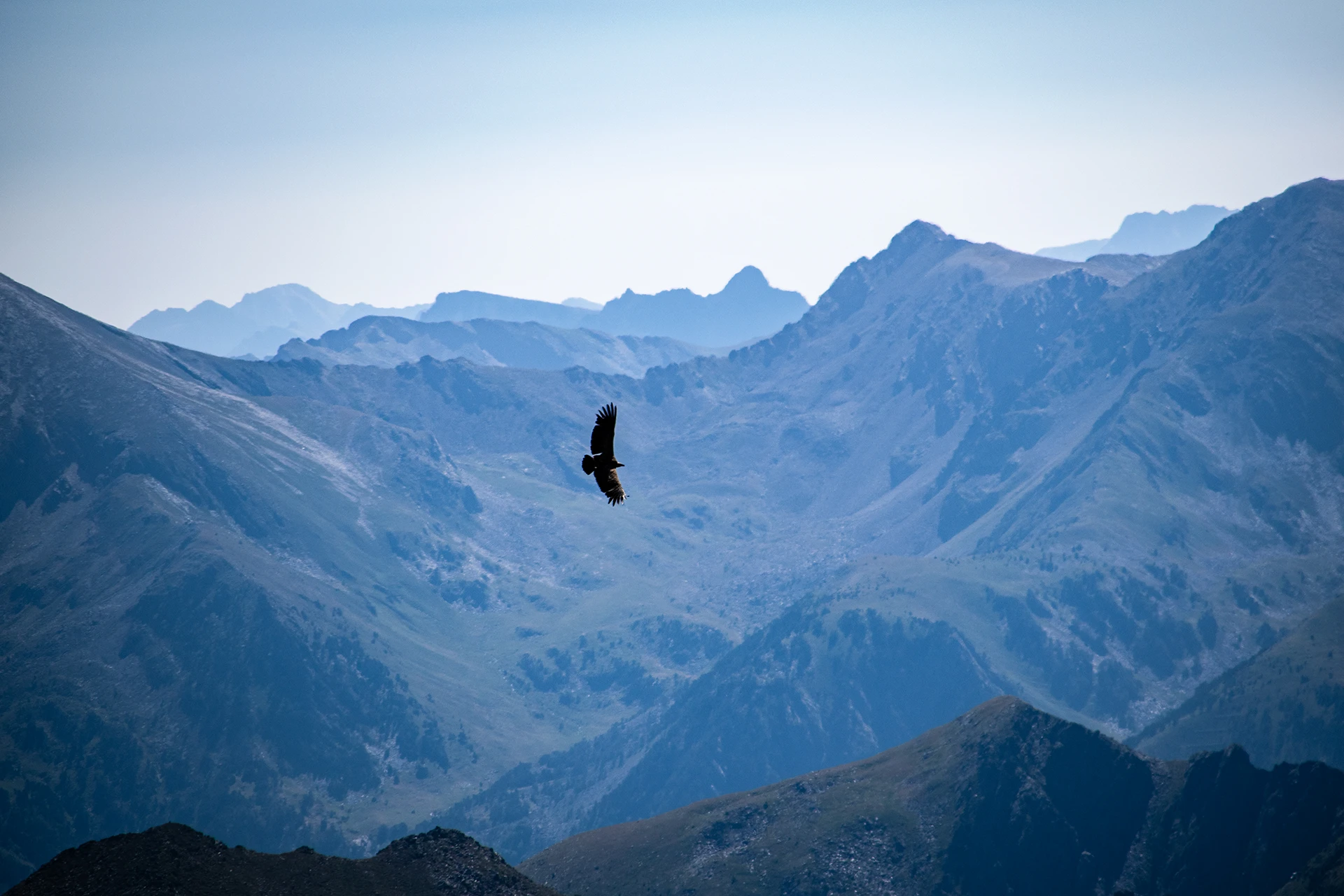 Vogel zweeft boven grijze bergpieken