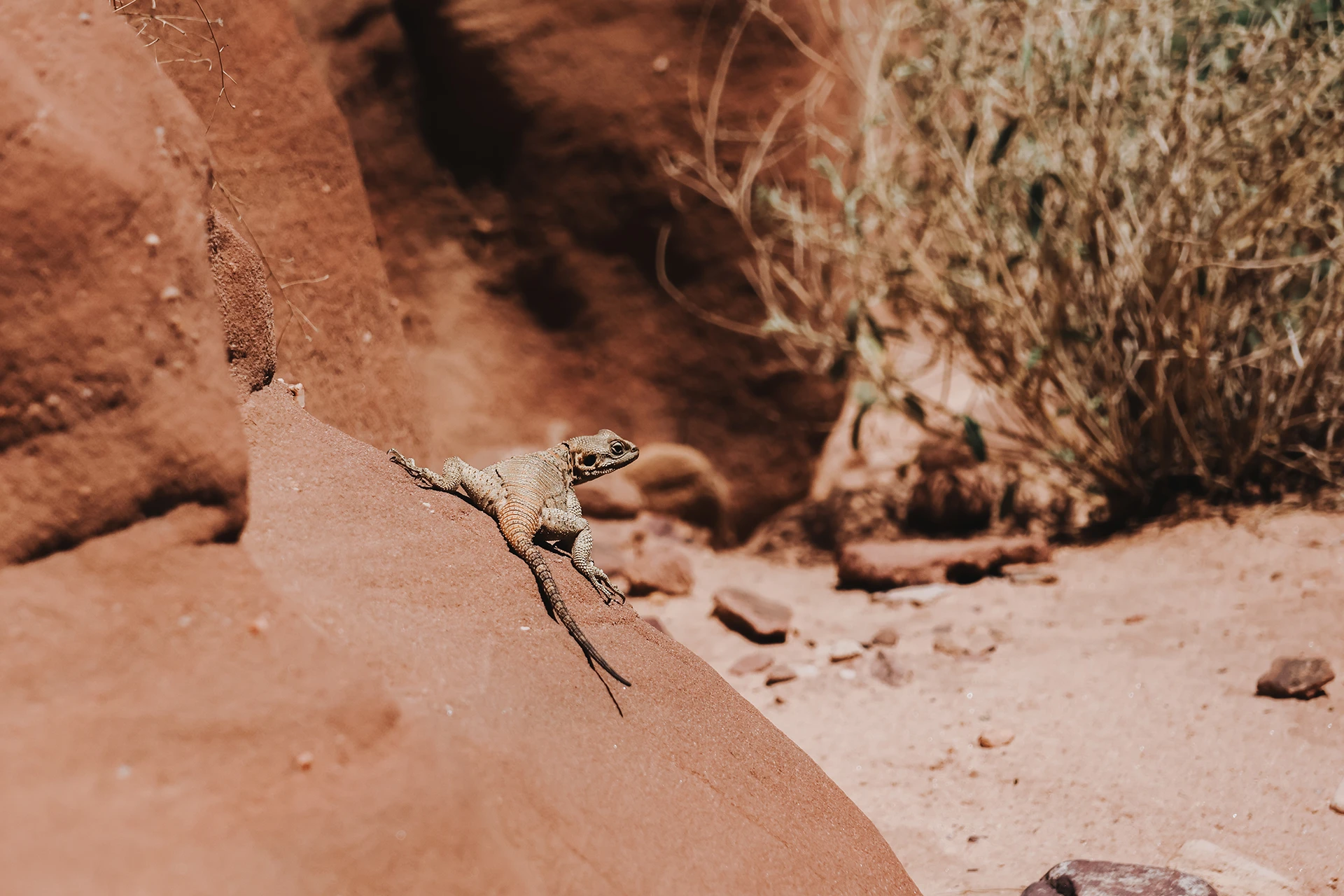 Kleine woestijnvos zit tegen rotswand