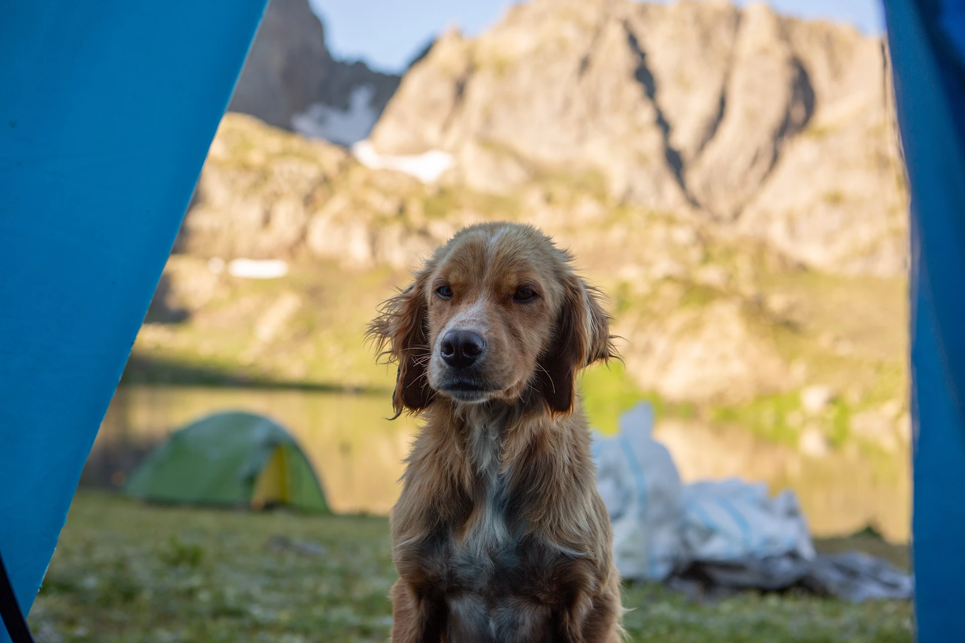 Hond zit tussen rotsen bij bergkamp