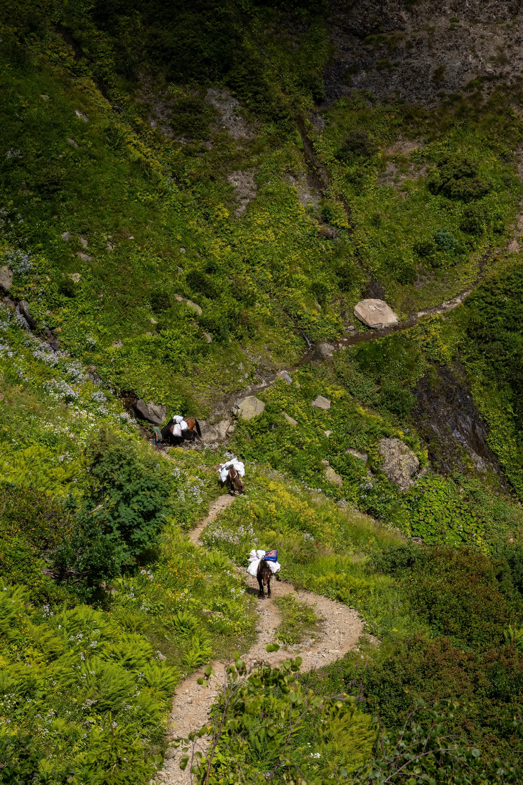 Geiten grazen langs smal bergpad