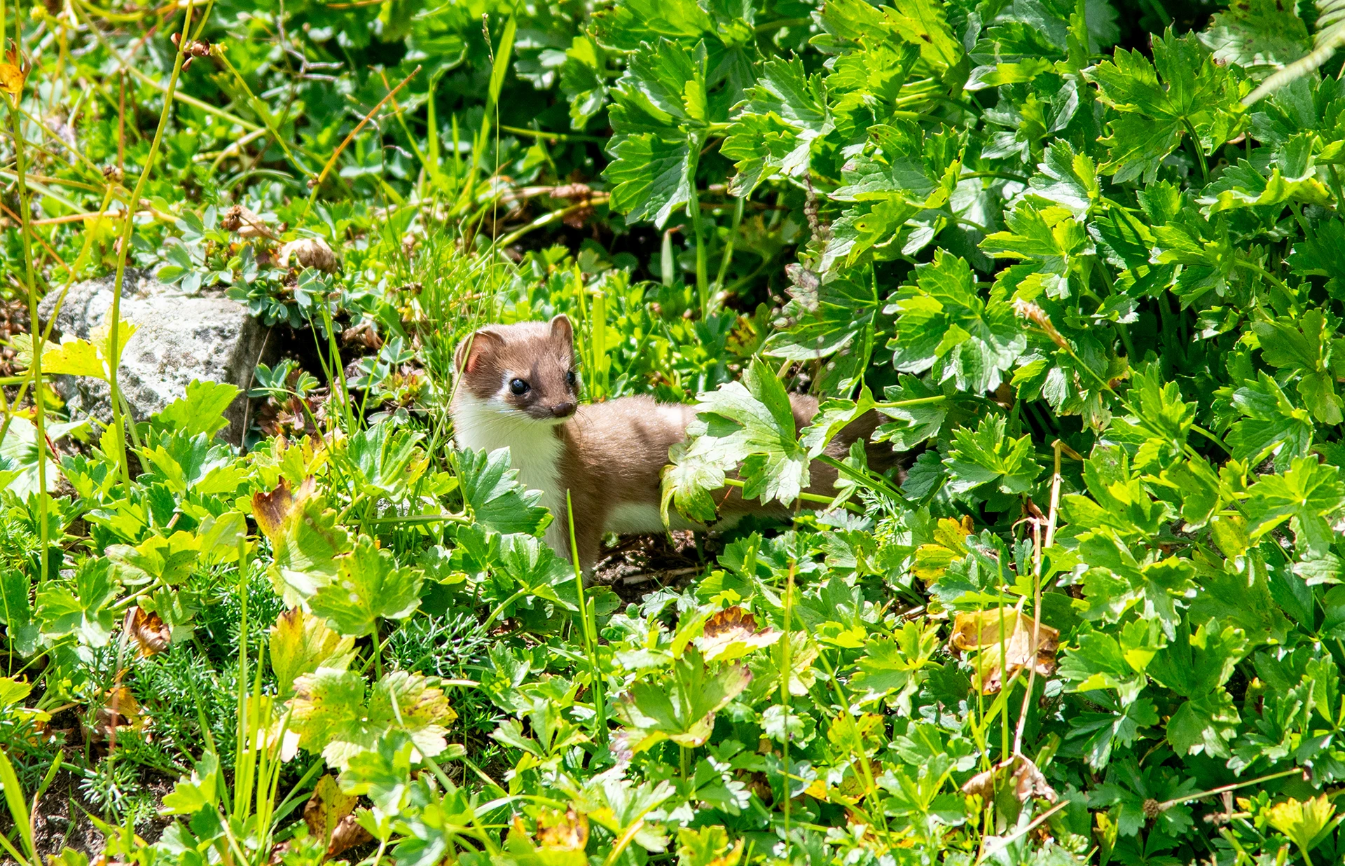 Jonge vos staat tussen dicht groen struikgewas