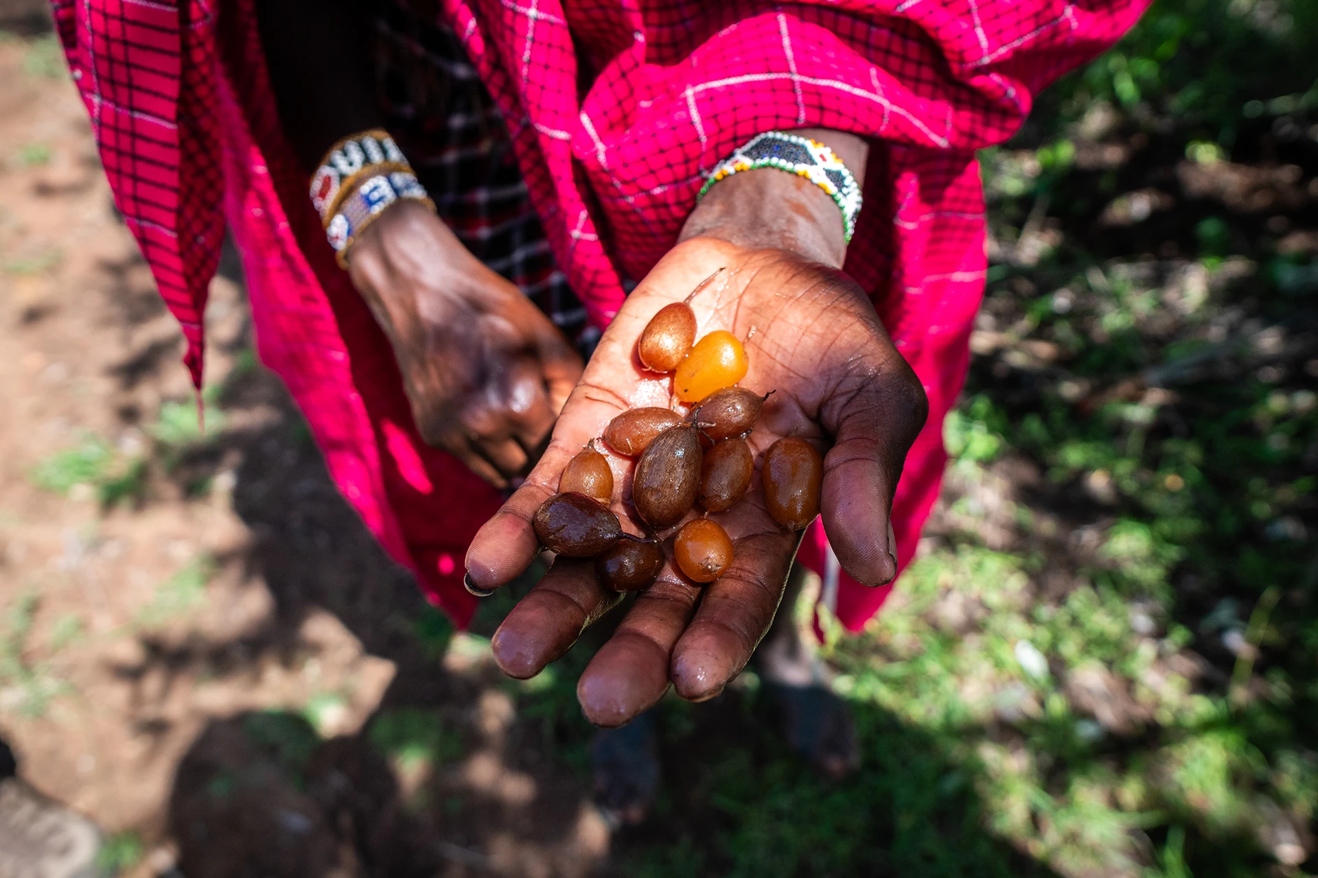 Hand met oranje bessen in fel zonlicht