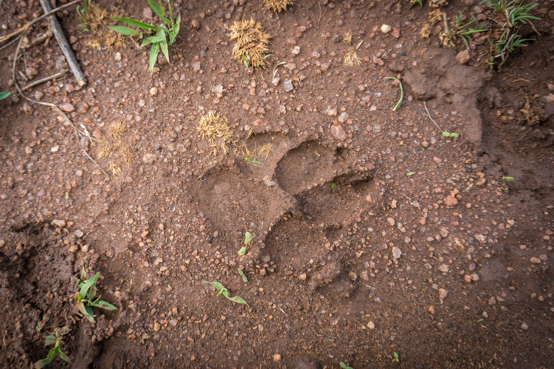 Pootafdruk van dier in droge aarde