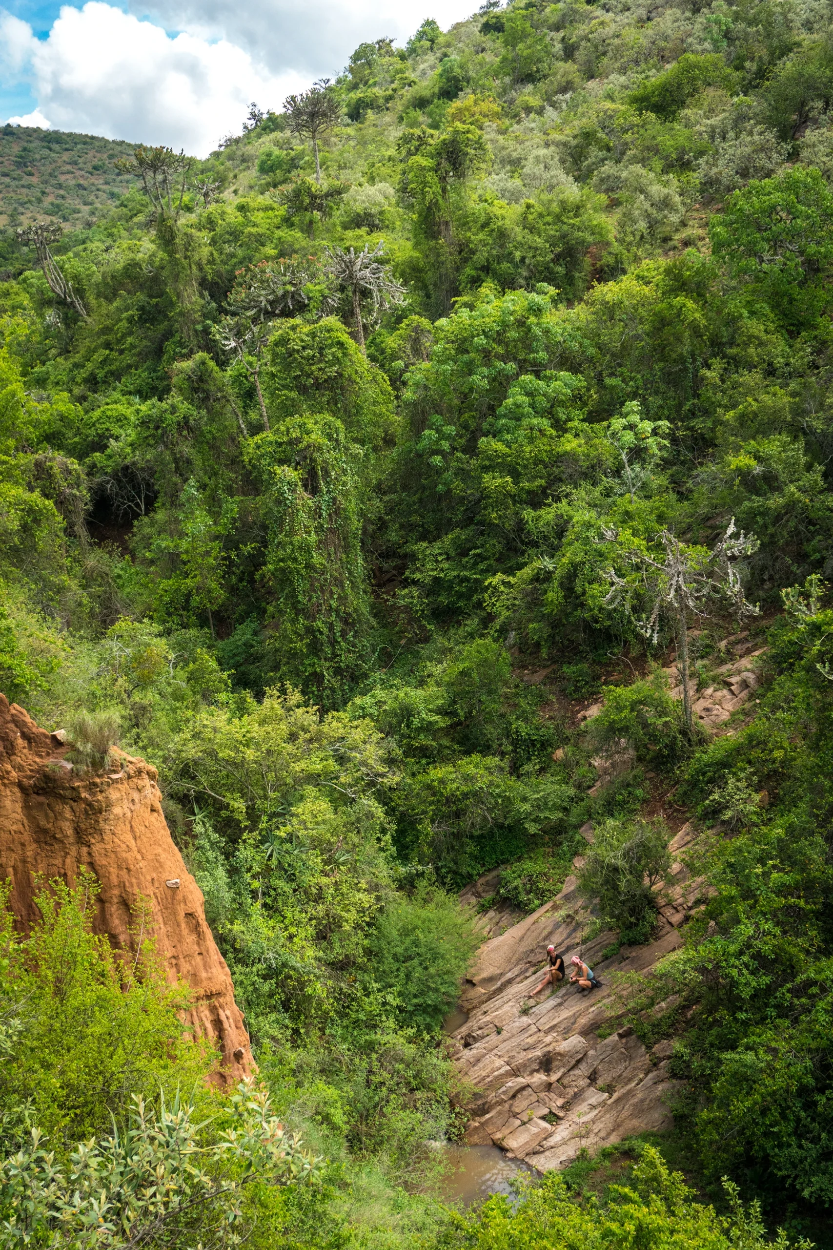 Dichte groene jungle vanuit boven gezien