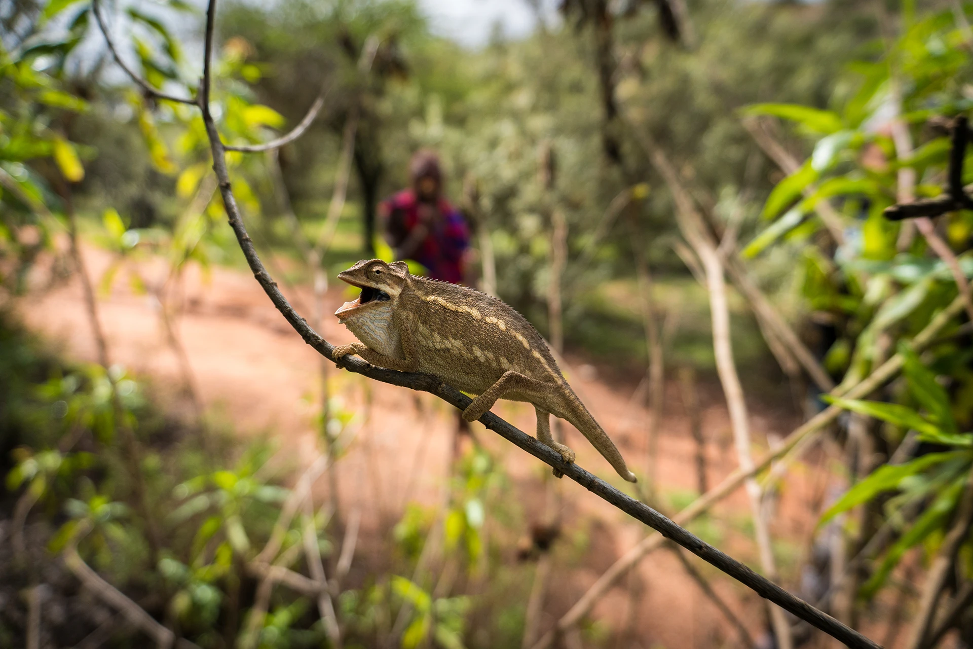 Kameleon klimt op een tak in de schaduw