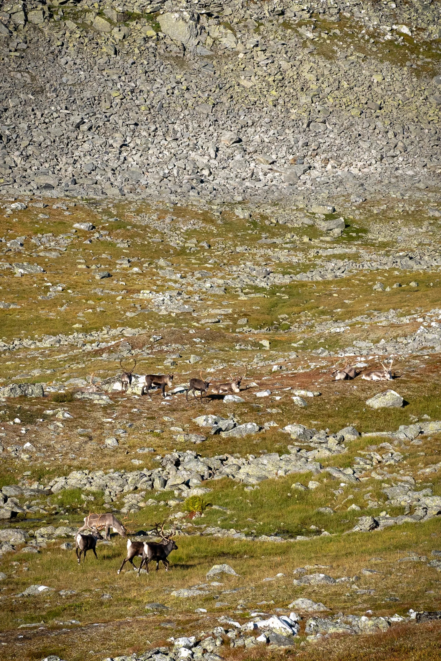 Rotsachtig terrein met kleine planten tussen grijze stenen