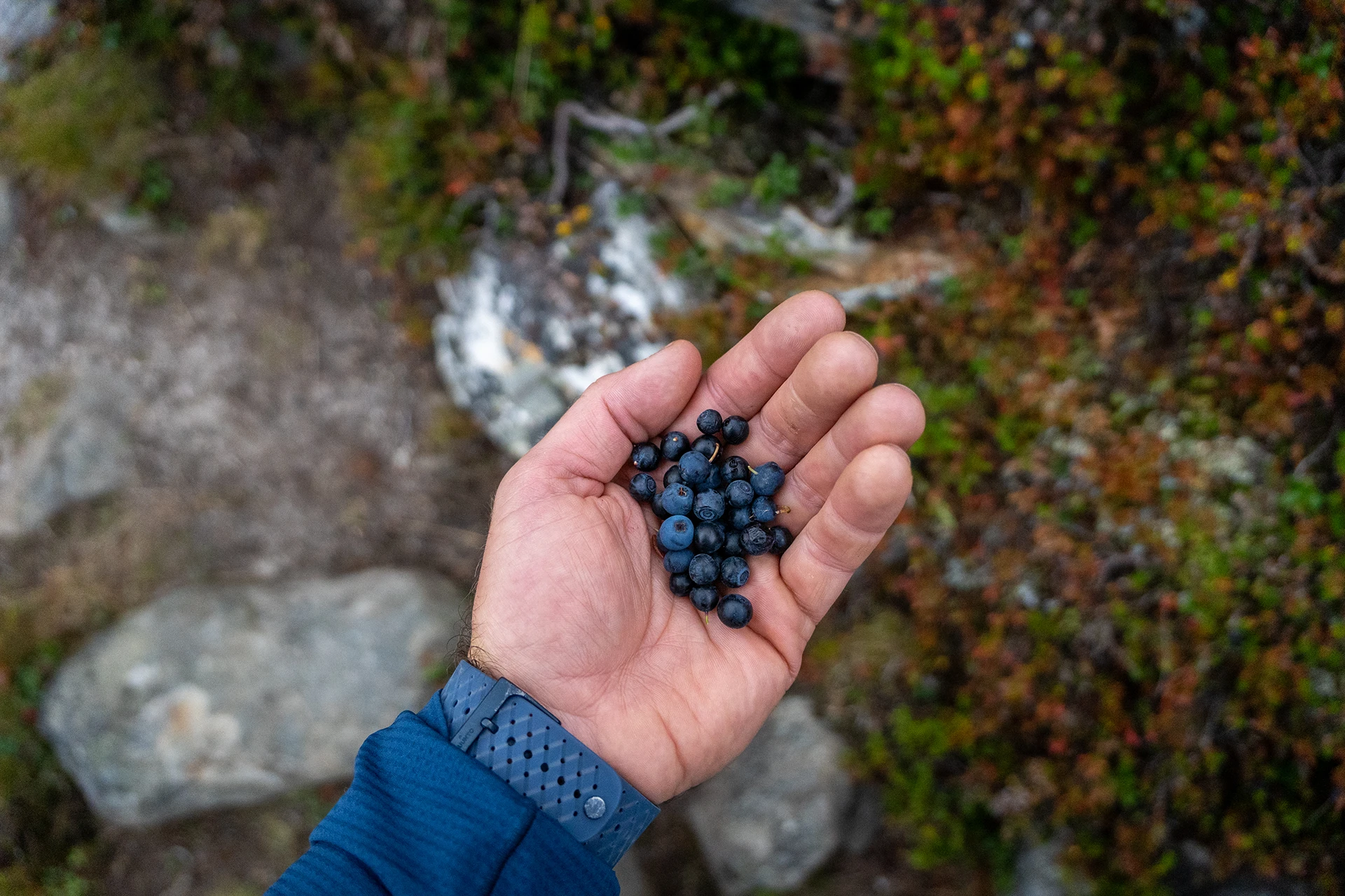 Hand vol donkere bessen in een bos