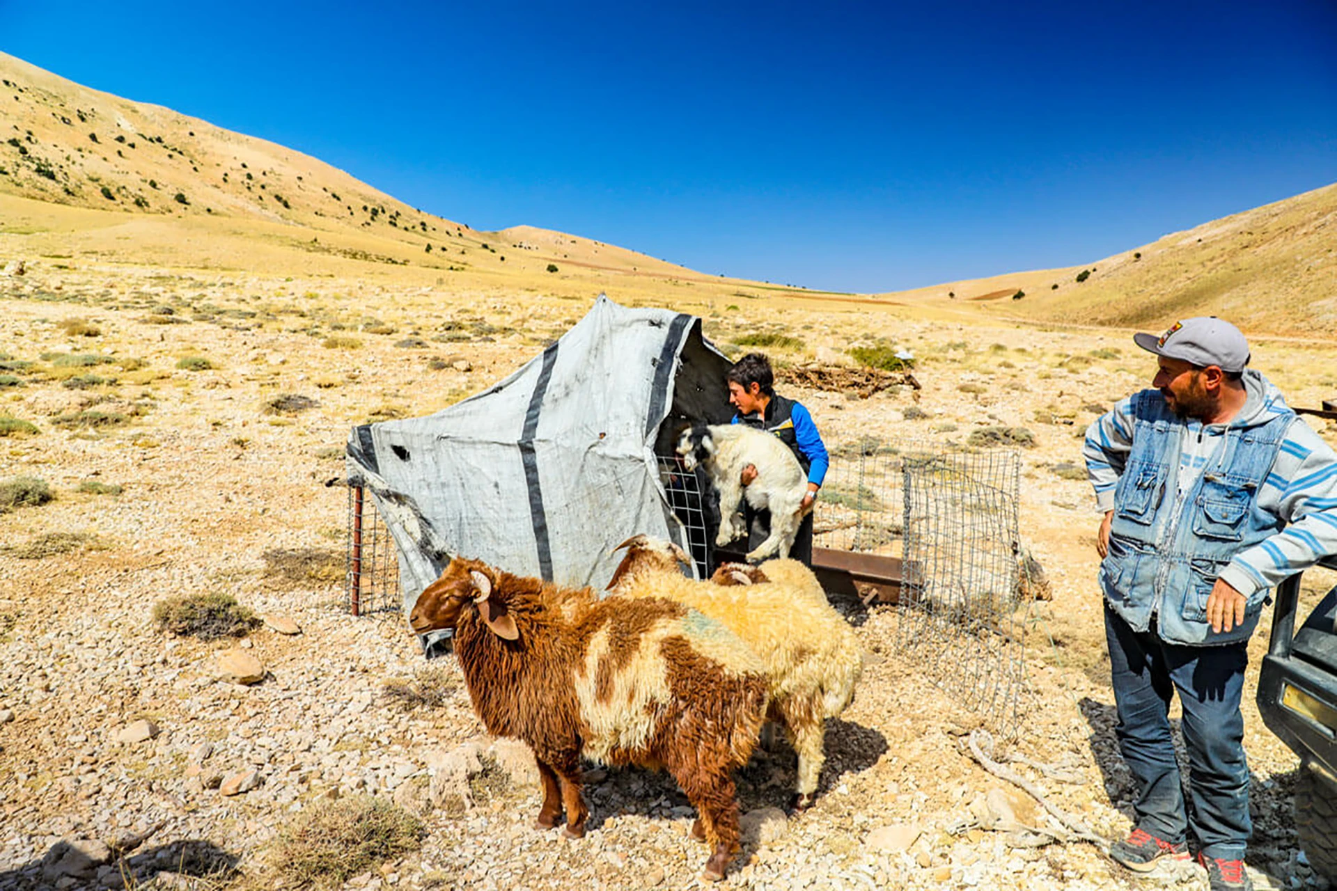 Nomadenfamilie die een tent opzet naast koeien in een droge vallei