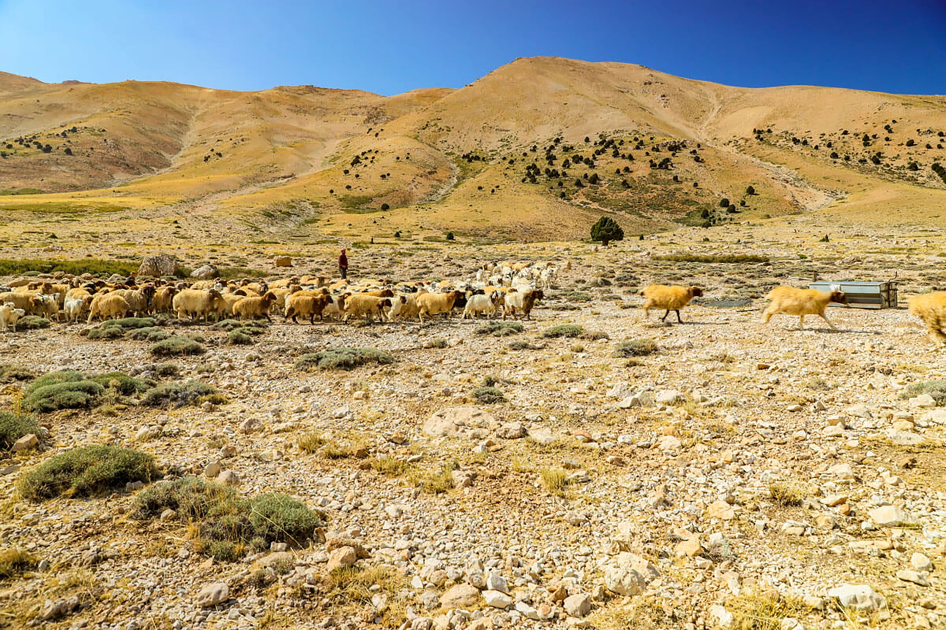 Kudde geiten die over een rotsachtig pad trekt