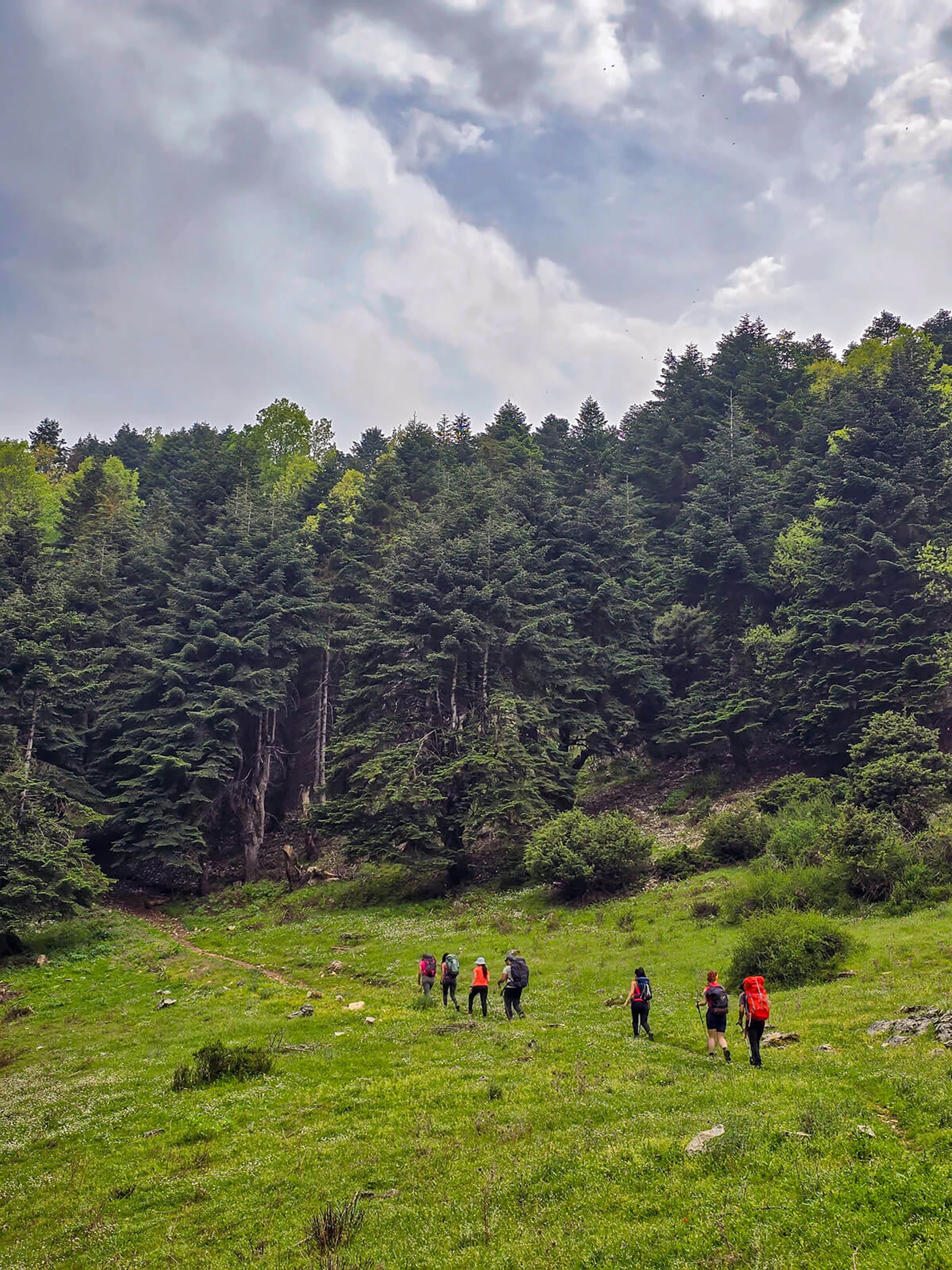 Groep wandelaars in een groene vallei met een dicht bos