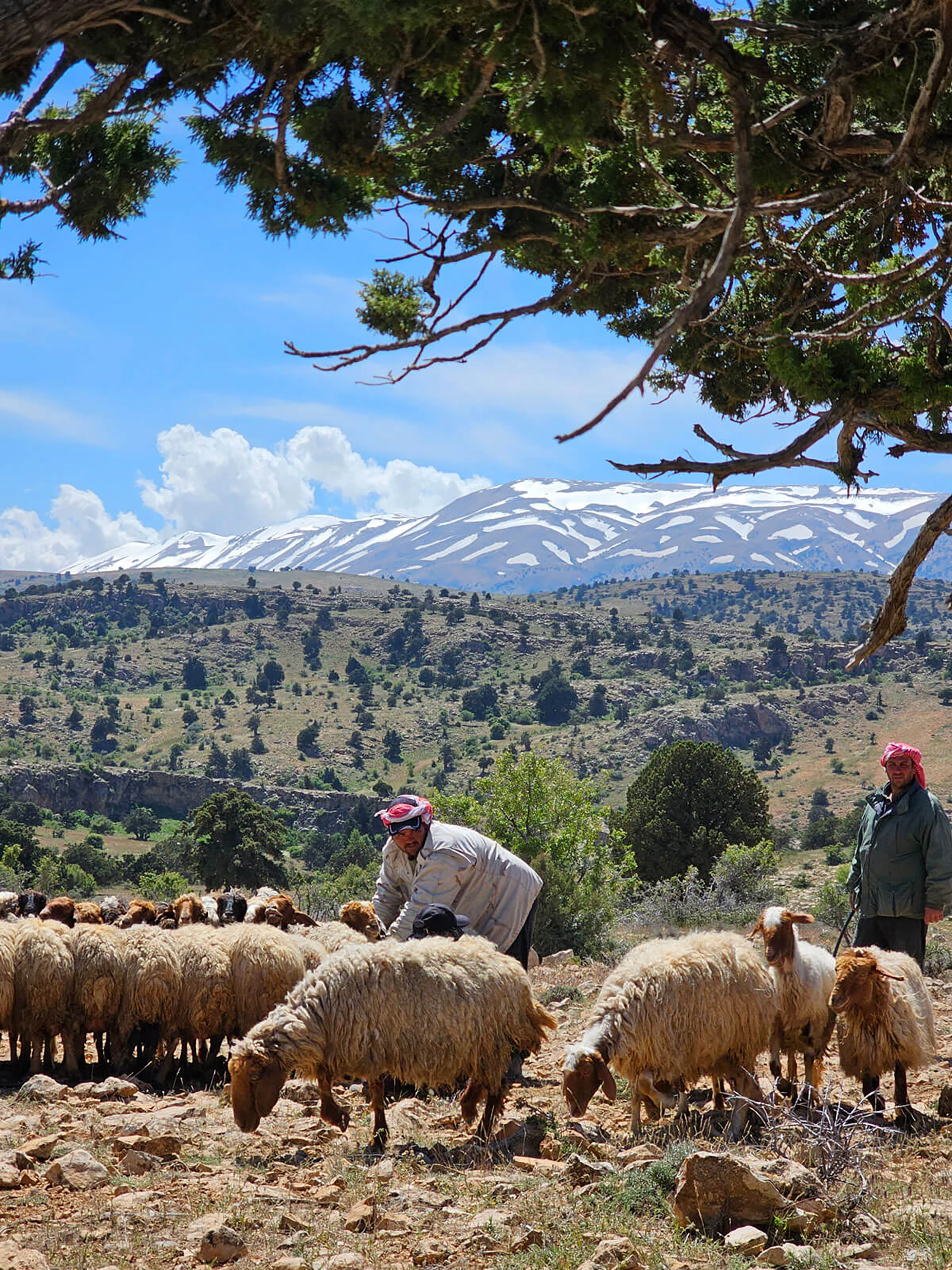 Kudde schapen die door een droge bergvlakte trekt