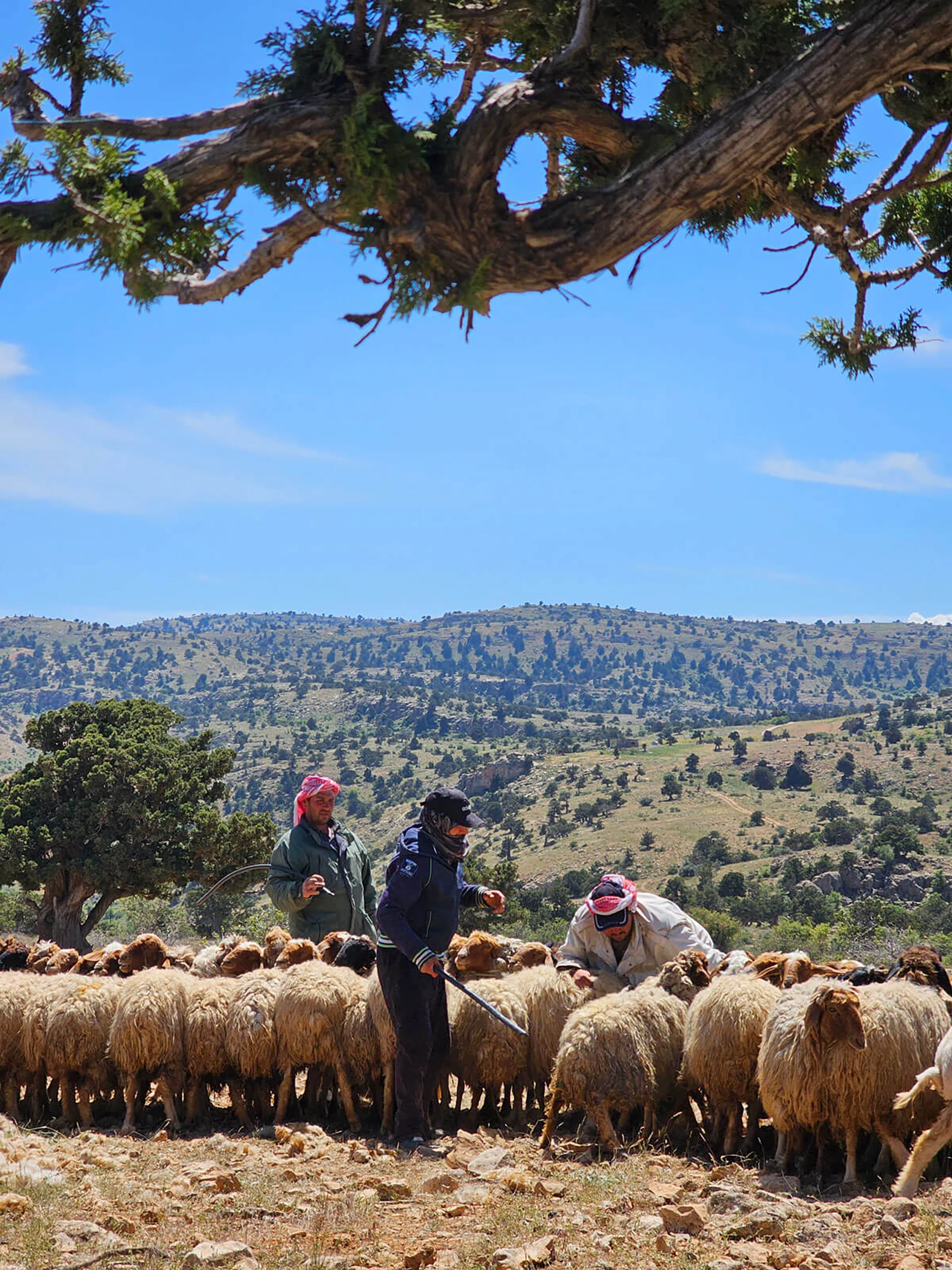 Herder tussen een grote kudde schapen op open terrein