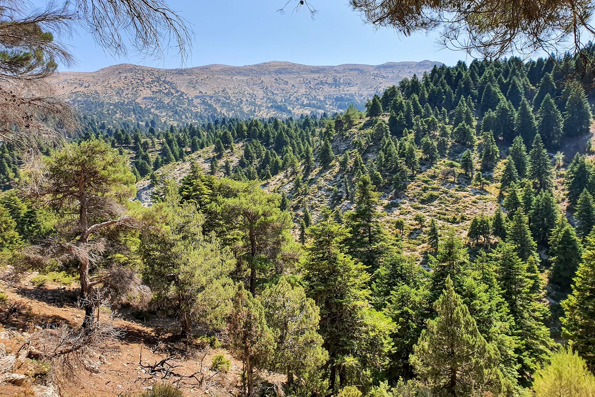 Uitzicht op een berghelling met verspreide bomen en heldere lucht
