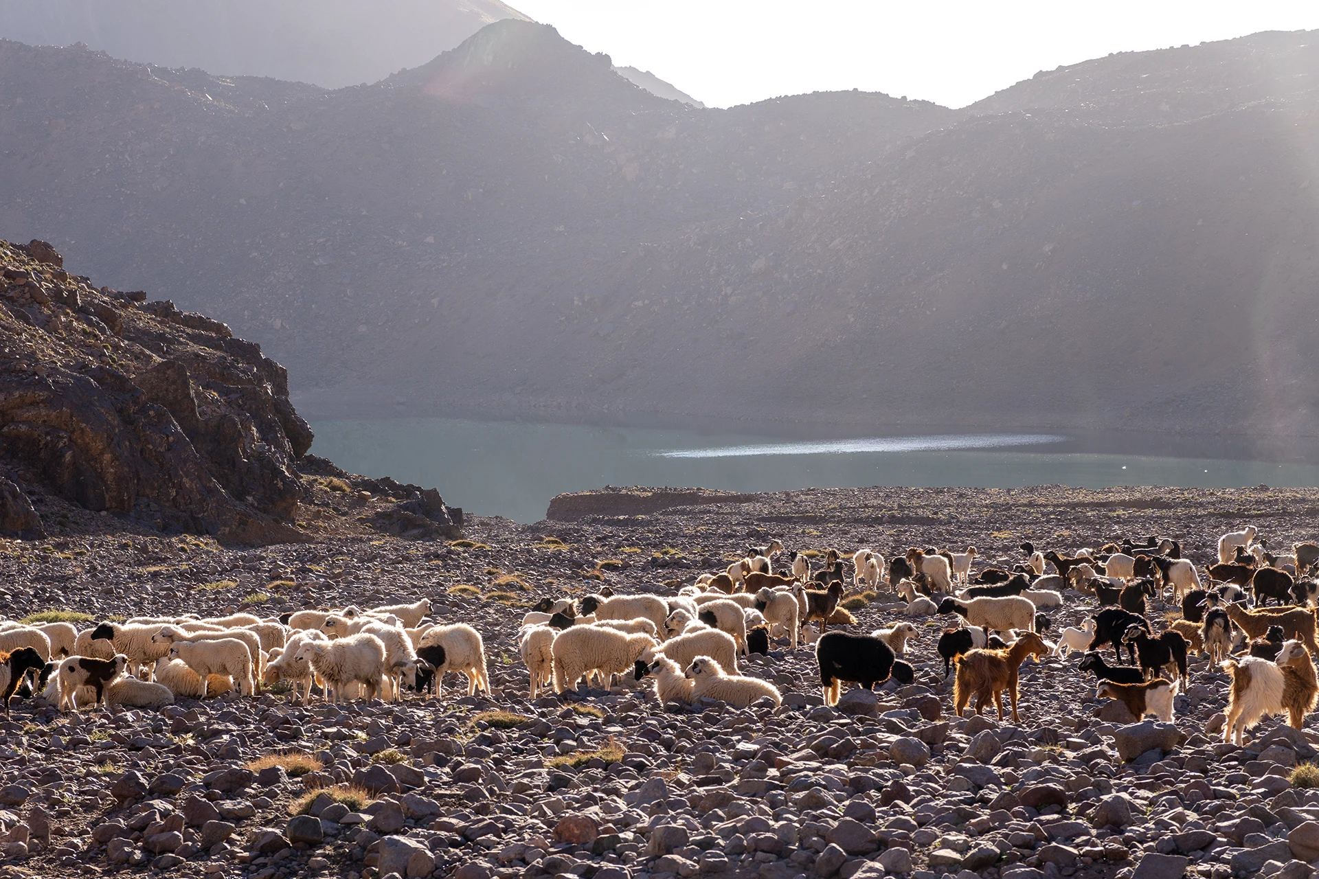 Bergmeer met kudde dieren langs de oever tussen ruige hellingen