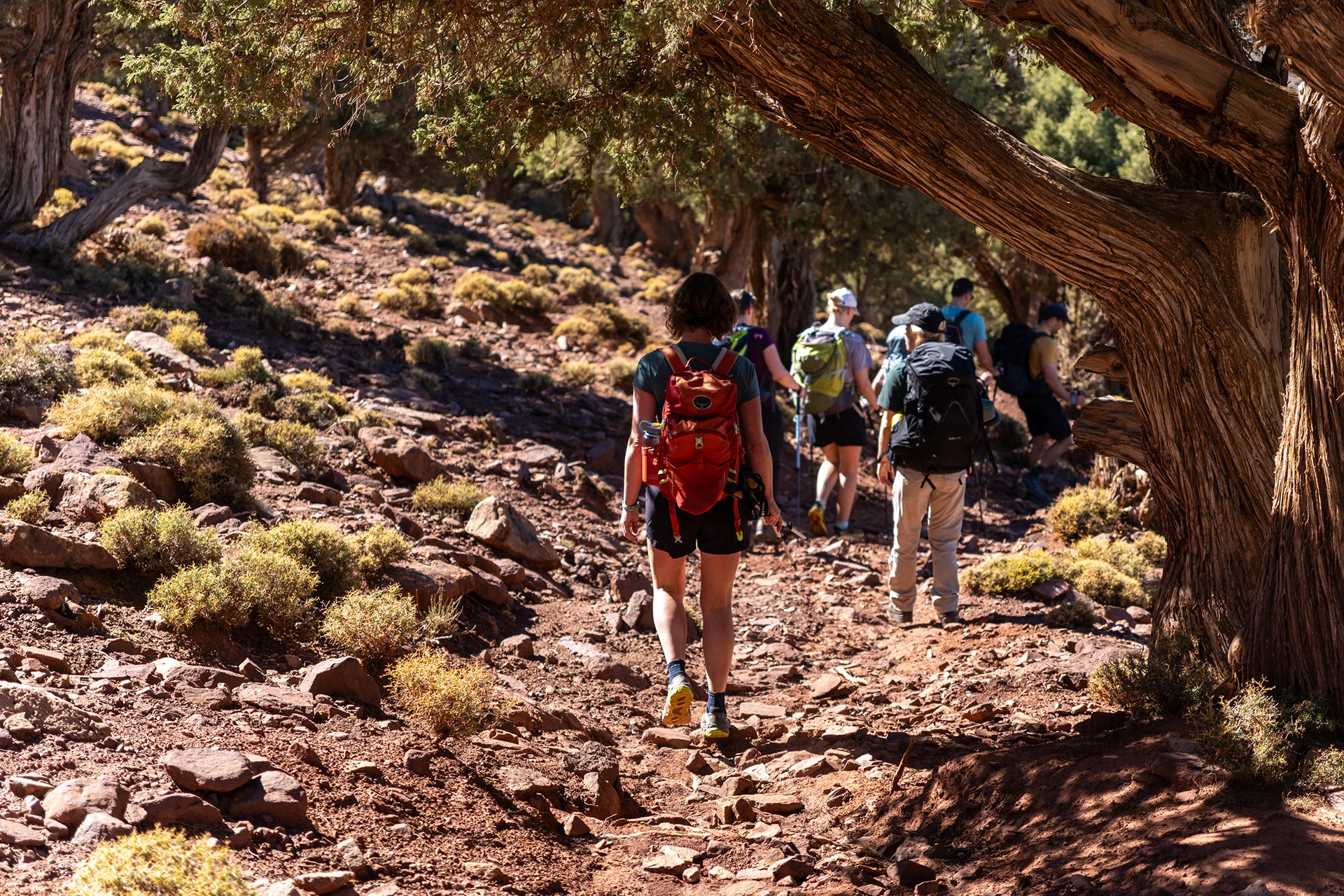 Hikers die door een schaduwrijk bergpad lopen onder grote bomen