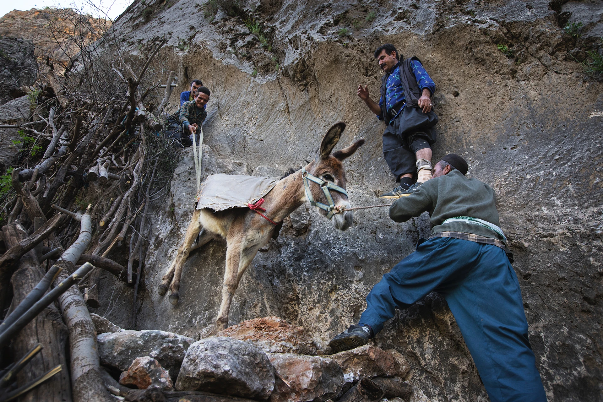 Mannen die bij een geslacht dier werken in een ruig berggebied