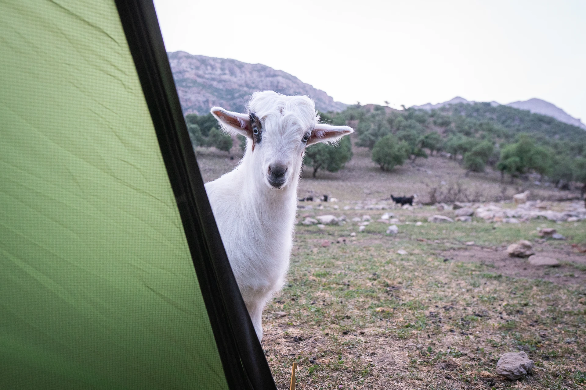 Geit die nieuwsgierig in een tentopening kijkt