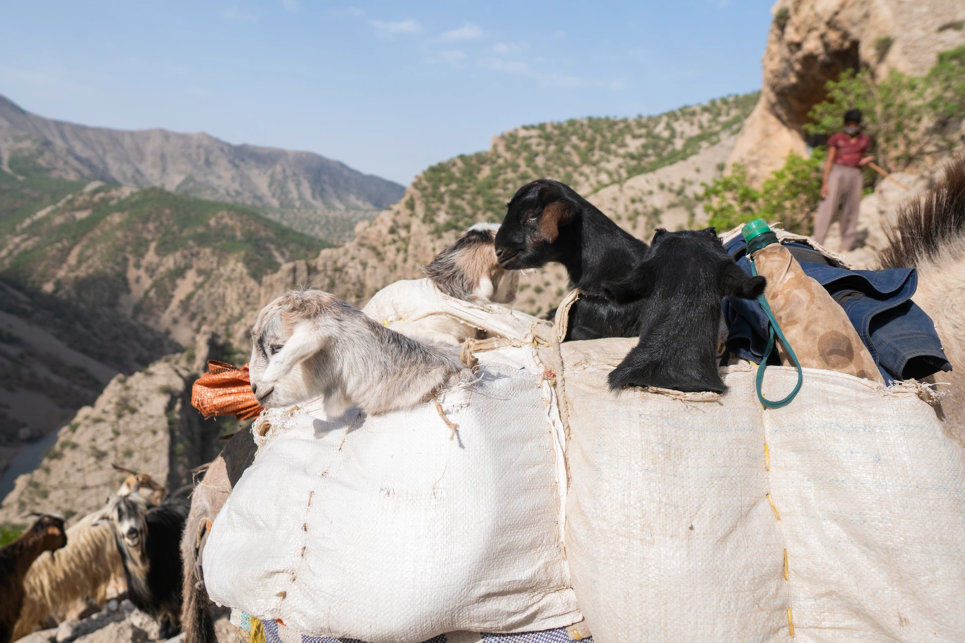 Lastdier dat zware tassen draagt op een dor bergpad