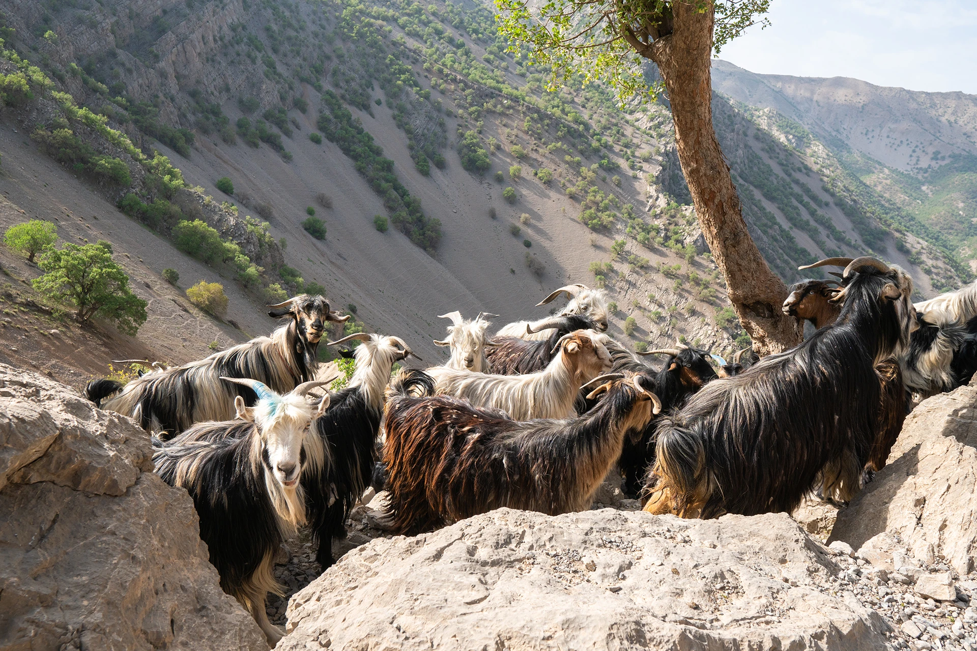 Geiten die tussen bomen grazen op een helling