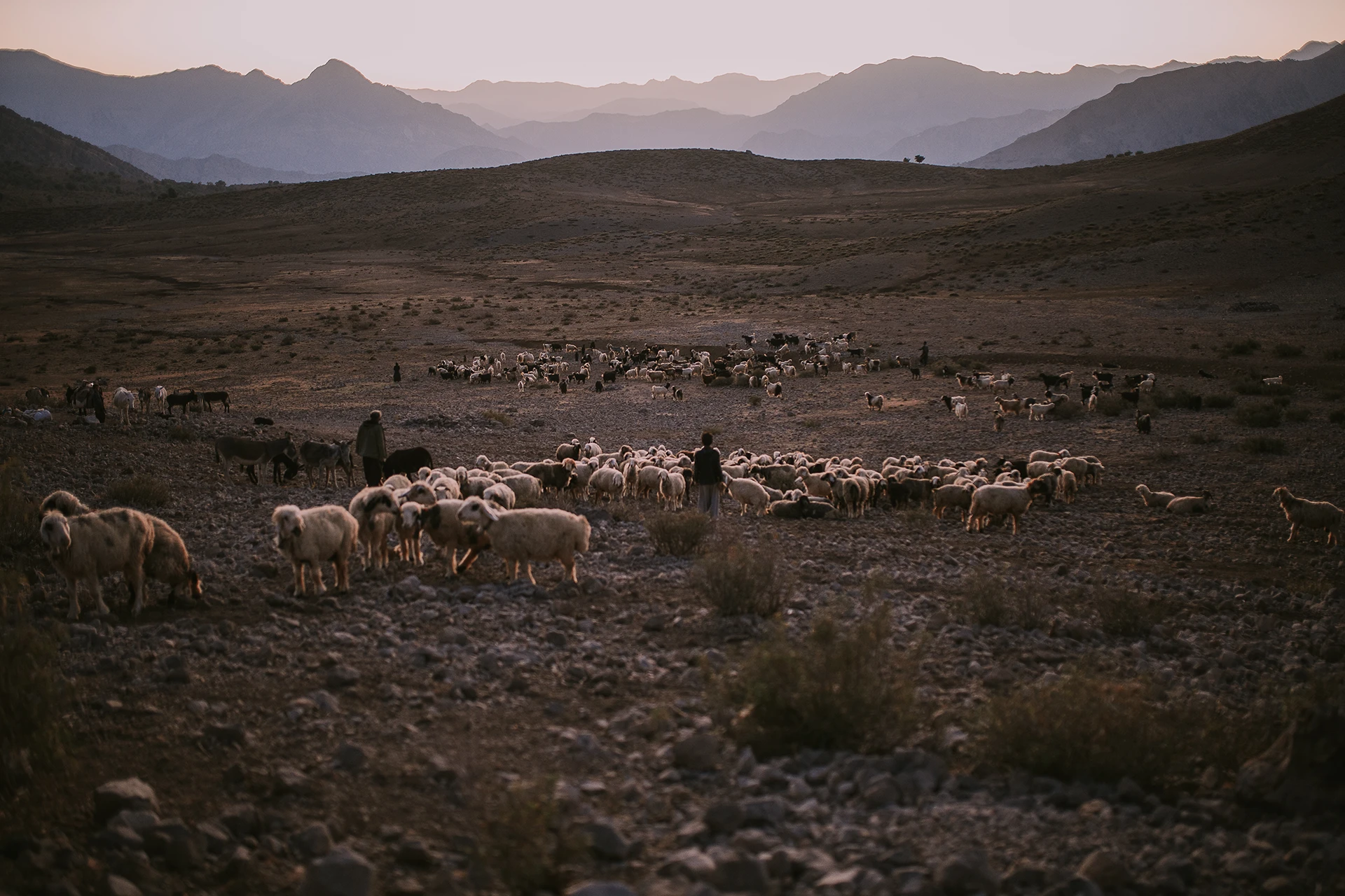 Kudde schapen in een uitgestrekte droge vallei