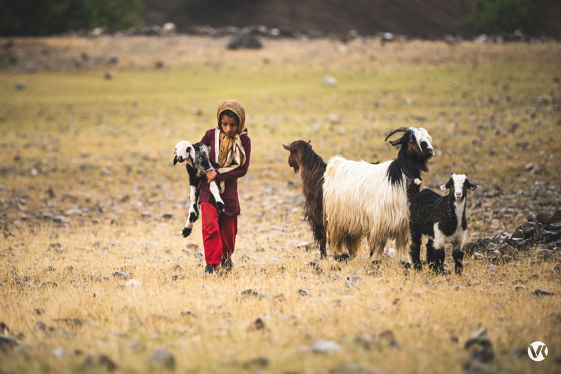 Meisje dat geiten hoedt in een open vallei