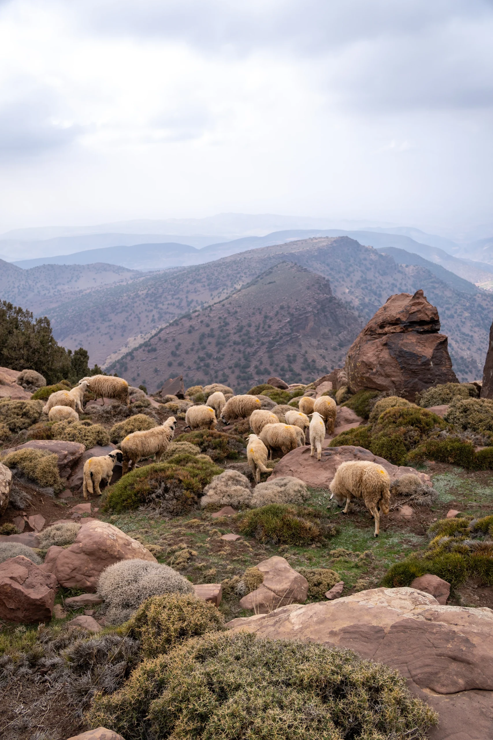 Schapen die grazen in een ruig berggebied