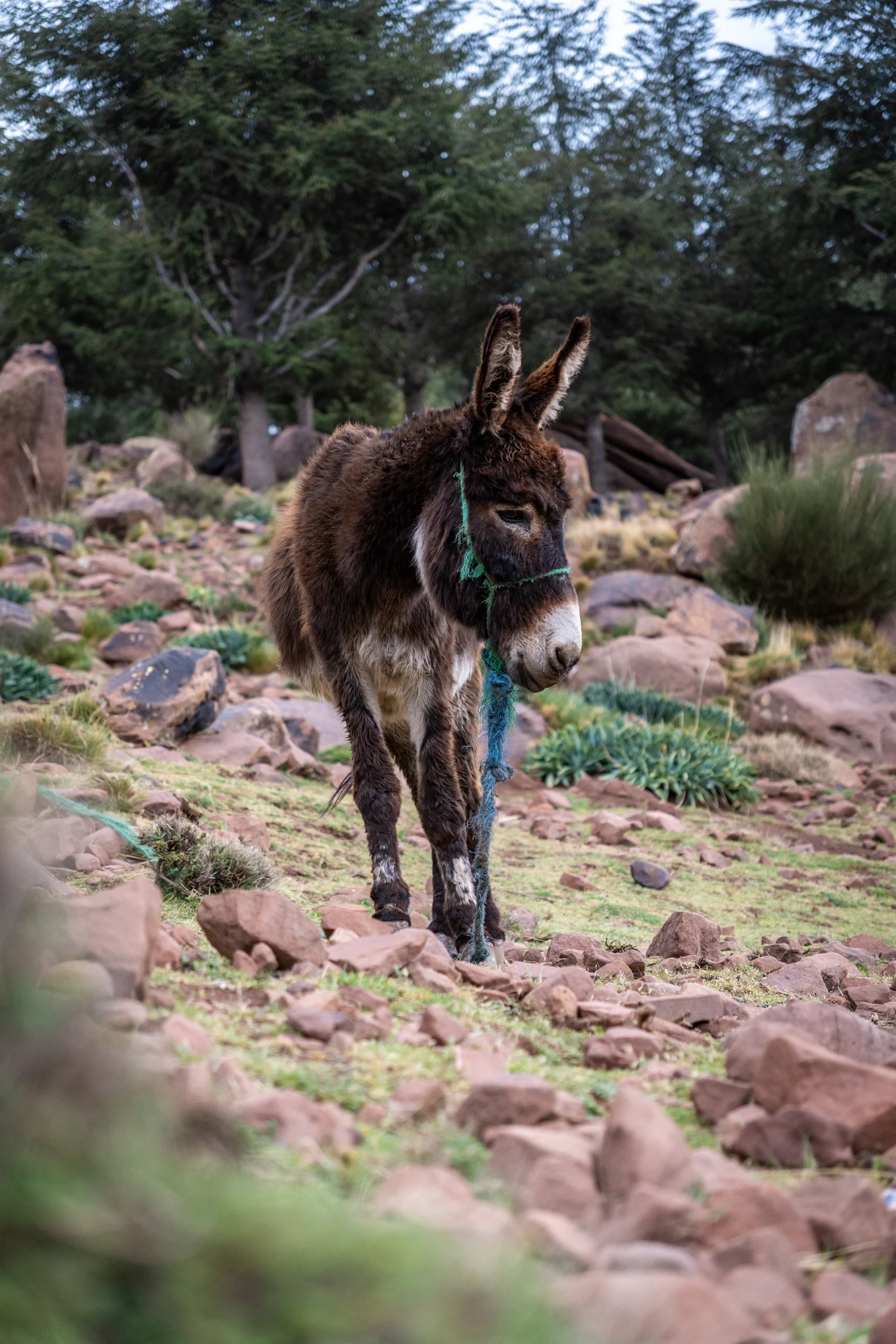 Ezel die op een rotsachtig pad staat in een berggebied