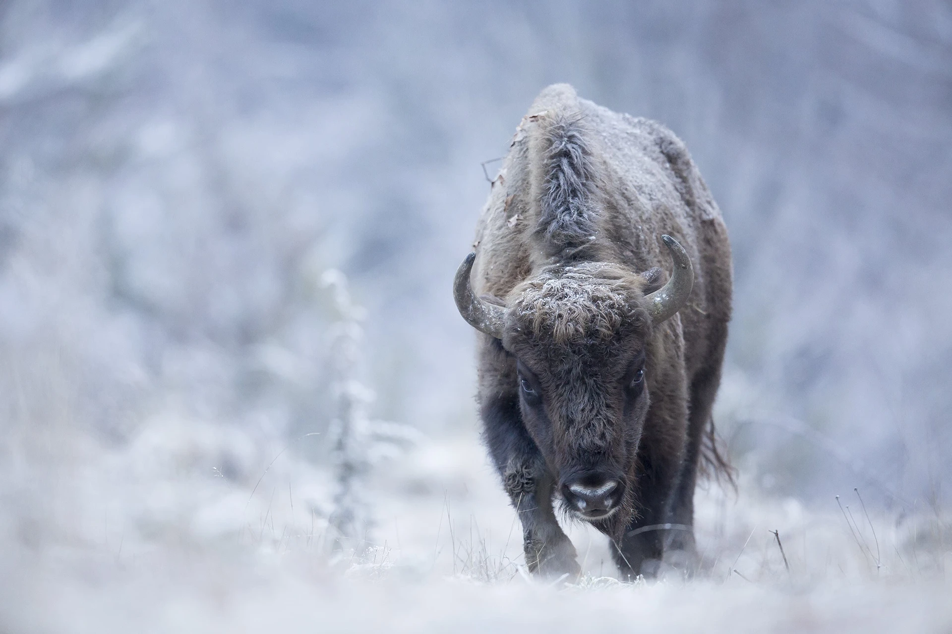 Bison die door een besneeuwd veld loopt