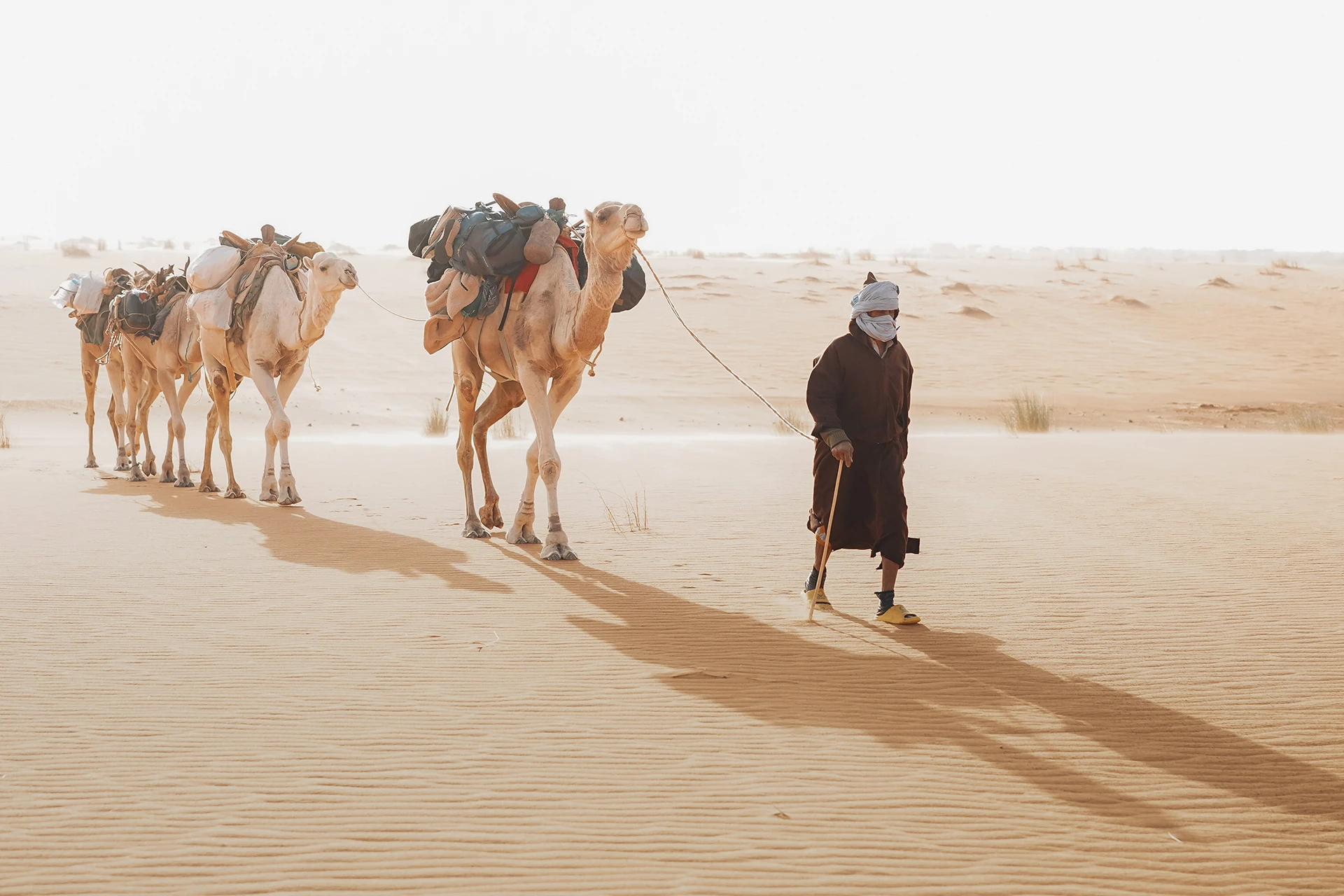 Twee kamelen die door een zandvlakte lopen met begeleider